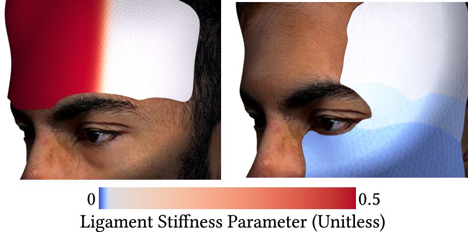 Figure 7: Spatial distribution of the ligament stiffness parameter b. The heatmaps illustrate the mapping of the exponential stiffness parameter b across the forehead (left) and temple/cheek regions (right). Higher values (red) denote dense ligamentous anchoring. Moderate values (white) indicate transitional zones with balanced skin tethering. Lower values (blue) indicate areas of high skin mobility.