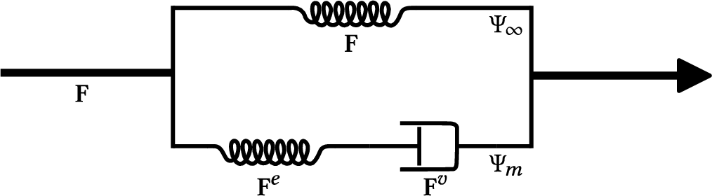 Figure 4: Spring-and-damper picture of the tissue model. A single spring (\Psi_\infty) sets the lasting stiffness, while a spring paired with a damper (\Psi_m) adds resistance that fades over time as the damper gradually takes up the deformation from its spring. Both terms share the same deformation \mathbf{F}.