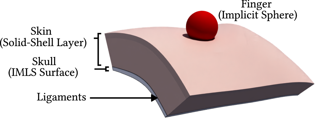 Figure 2: Computational model. The skin (epidermis and dermis) domain is discretized using a single layer of solid-shell elements. An implicit sphere represents the finger. The underlying rigid skull is modeled as an IMLS surface. A zero-length spring layer between the solid-shell skin and the IMLS surface represents the ligaments, governing the local attachment mechanics of the tissue relative to the skull.