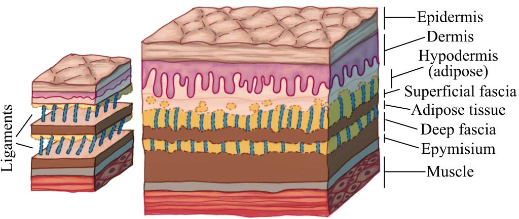 Figure 1: Skin structure (from [58]). Right: skin classification in layers. Left: skin relations with neighboring structures. Skin ligaments crossing the adipose tissue are shown as blue threads.