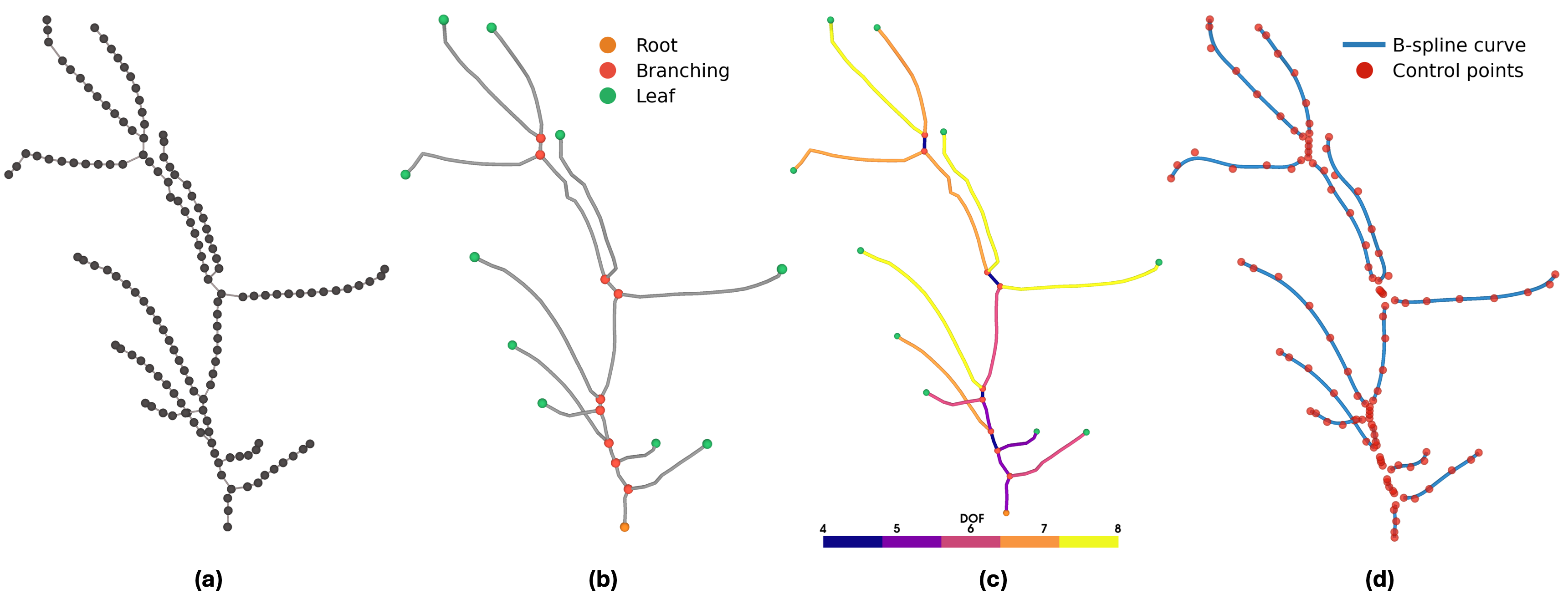 Figure 1: Overview of the skeleton-to-centerline curve pipeline. (a) Skeleton graph of a mung bean plant. (b) Branch decomposition of the skeleton graph into a directed branch graph where each node is classified as a leaf node (green), junction node (red) or root node (orange) and each edge represents an individual branch. (c) Edges in the branch graph colored according to their assigned degrees of freedom (DOF), corresponding to the number of control points used for each B-spline centerline curve. (d) Fitted B-spline centerline curves for each branch along with their corresponding control points.