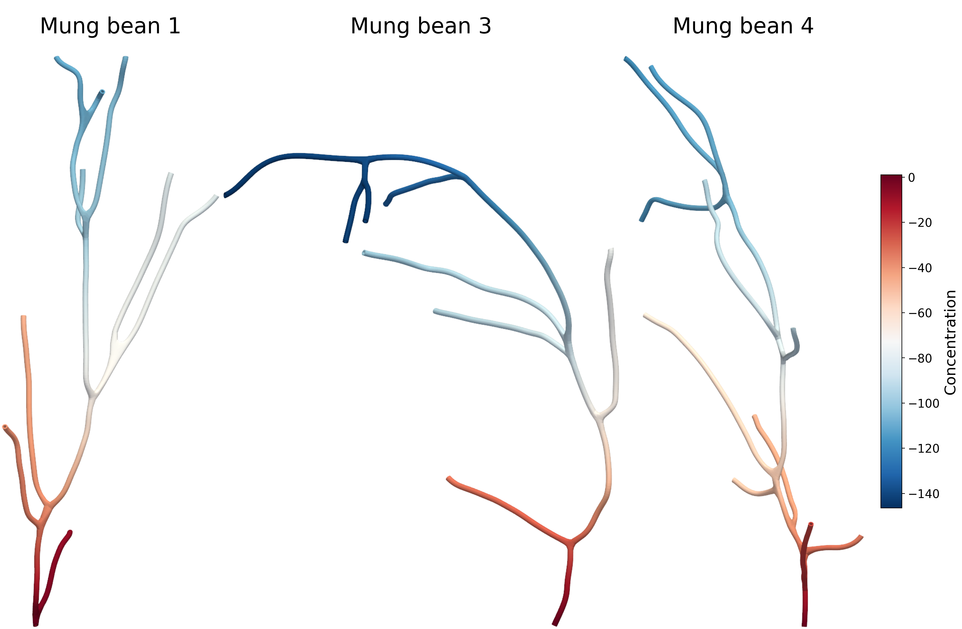 Figure 16: Steady-state diffusion simulation on mung bean volumetric meshes. The computed concentration field is shown for a diffusion problem with a source prescribed at the root boundary cross-section \Gamma_{\text{root}} and terminal conditions applied at the leaf cross-sections \Gamma_{\text{leaf}} for three mung bean plant specimens. The smooth and monotonic variation of the solution across multiple branching orders and blended junctions demonstrates the direct analysis suitability and solver-readiness of the generated hex meshes.