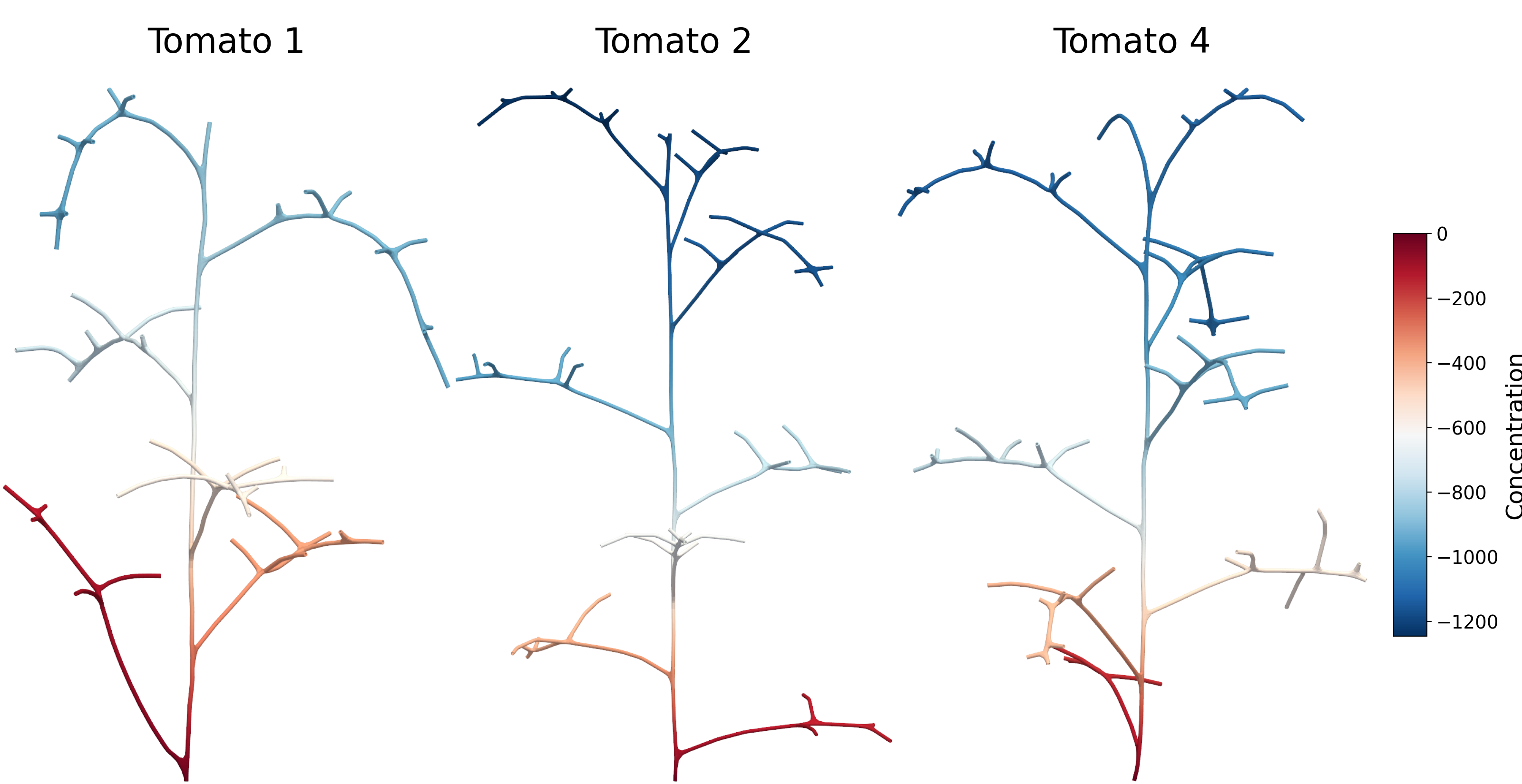 Figure 17: Steady-state diffusion simulation on tomato volumetric meshes. The computed concentration field is shown for a diffusion problem with a source prescribed at the root boundary cross-section \Gamma_{\text{root}} and terminal conditions applied at the leaf cross-sections \Gamma_{\text{leaf}} for three tomato plant specimens. The smooth and monotonic variation of the solution across multiple branching orders and blended junctions demonstrates the direct analysis suitability and solver-readiness of the generated hex meshes.