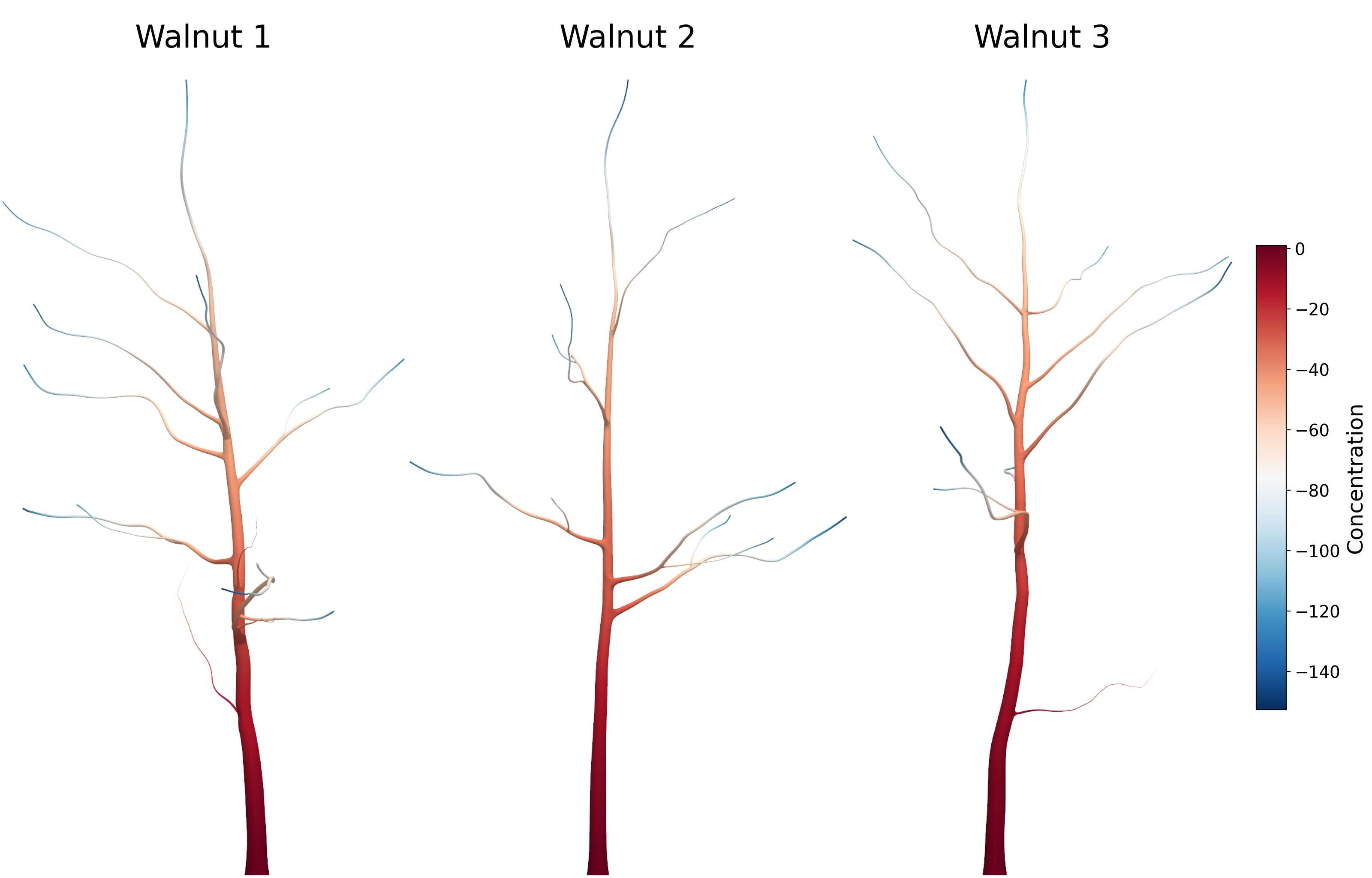 Figure 18: Steady-state diffusion simulation on walnut tree volumetric meshes. The computed concentration field is shown for a diffusion problem with a source prescribed at the root boundary cross-section \Gamma_{\text{root}} and terminal conditions applied at the leaf cross-sections \Gamma_{\text{leaf}} for three tree-scale architectures featuring spatially varying branch radii. The smooth and monotonic variation of the solution across multiple branching orders and blended junctions demonstrates the direct analysis suitability and solver-readiness of the generated hex meshes.