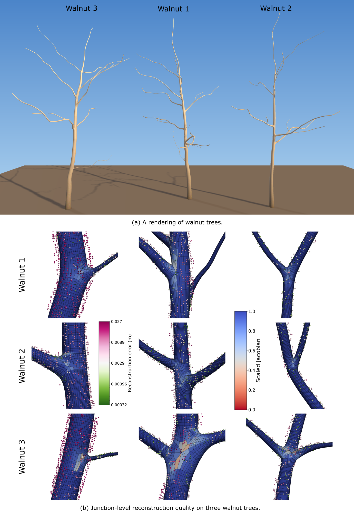 Figure 14: Walnut tree volumetric mesh generation. (a) Volumetric hex mesh reconstructions of three walnut trees (Walnut 1–3). (b) Three representative junction regions from each tree, colored by the element-wise scaled Jacobian. The input point cloud is overlaid on the reconstructed volumetric mesh and colored by the shortest Euclidean distance to the mesh vertices.