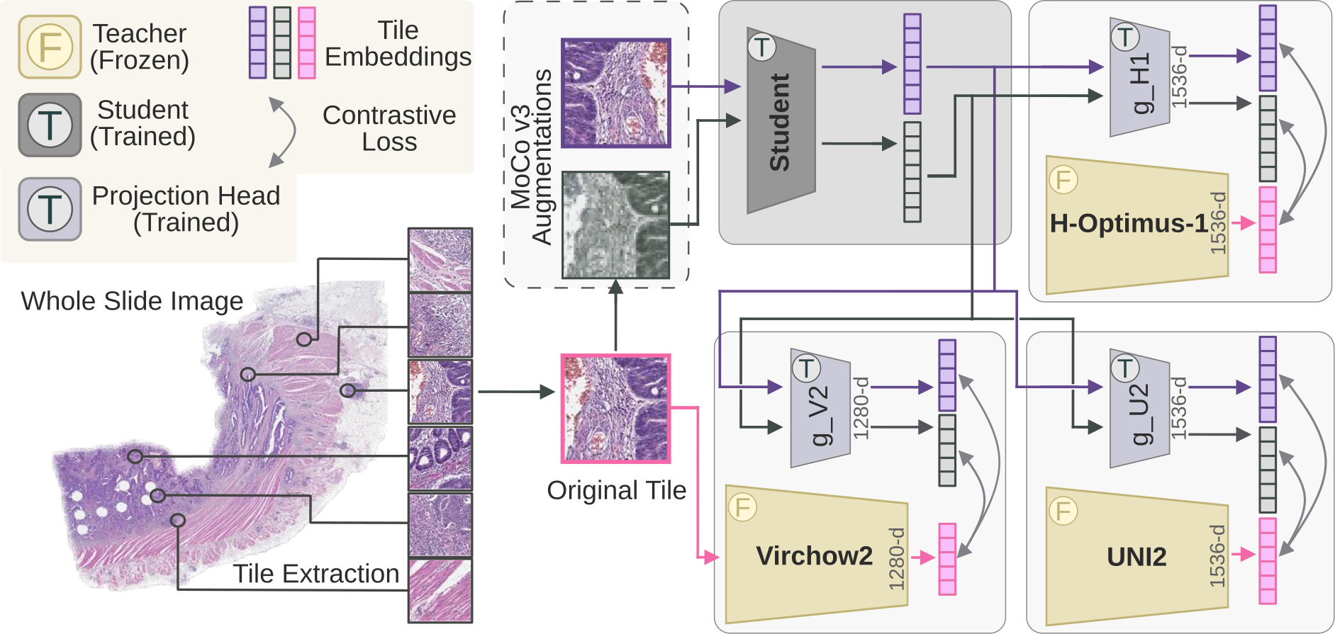 Figure 1: Overview of MuCoDi pretraining. Frozen PFM teachers provide cached tile embeddings, while a lightweight student encoder and teacher-specific projection heads are trained with a multi-teacher contrastive distillation loss.