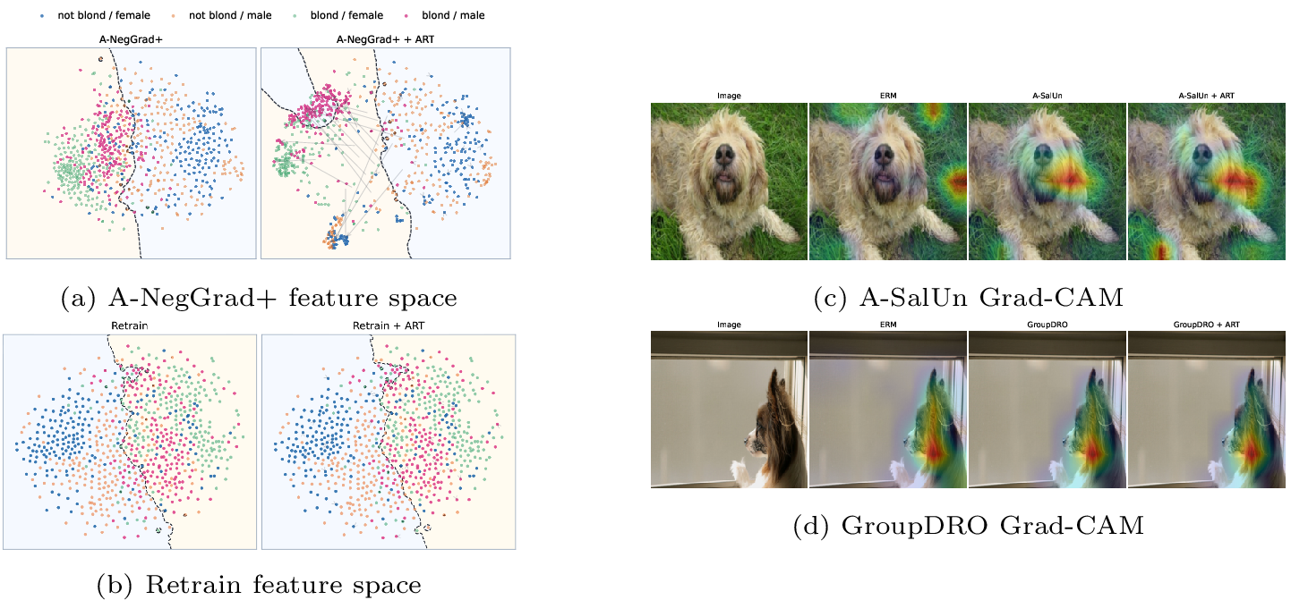 Figure 2: Qualitative visualizations under ART.Left: t-SNE visualizations of CelebA penultimate features before and after ARTrestoration. Right: Grad-CAM visualizations on SpuCoDogs.