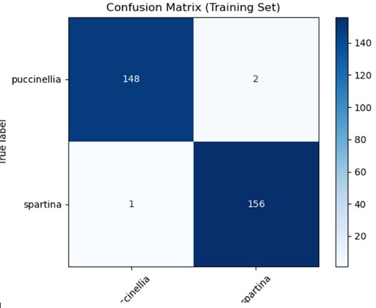Figure 8: Confusion matrix for ConvNeXt-Base species classification on the held-out test set (307 samples). Correct classifications: 156/157 Spartina maritima and 148/150 Puccinellia maritima, yielding only 3 misclassifications across the full test set.