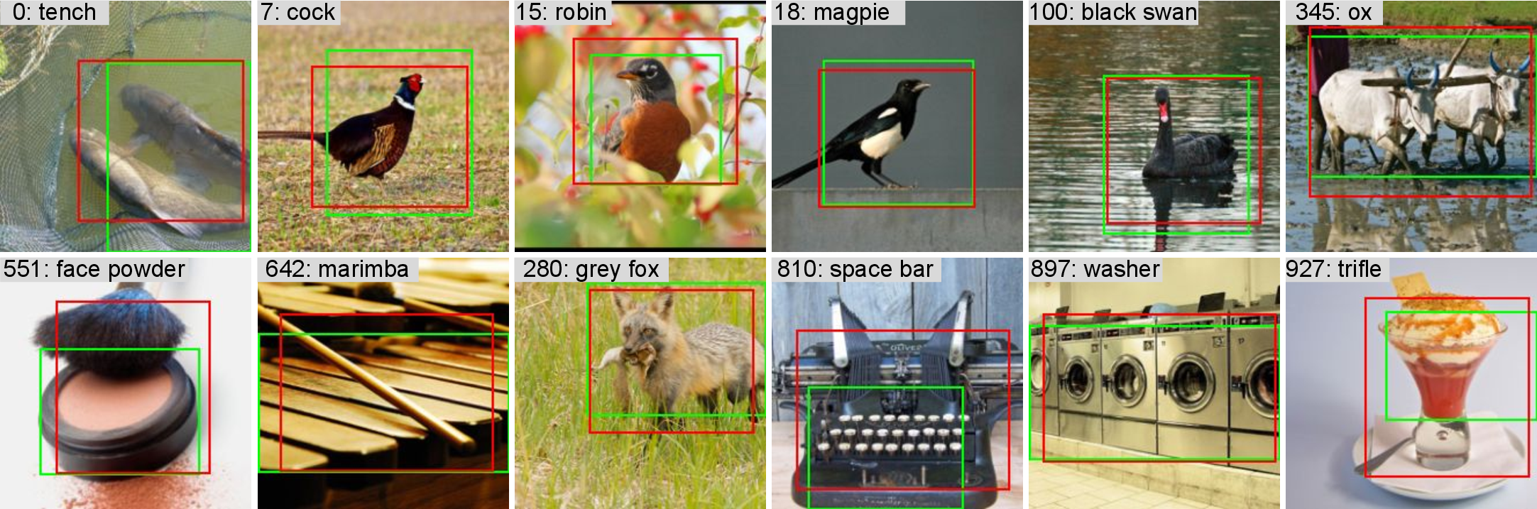 Figure 14: Visualization of the predicted bounding boxes (red) and the ground truth bounding boxes generated from Grad-CAM (green). Our predictor achieves a high localization accuracy of 62.1% mAP on ImageNet-1K validation set. The images above are randomly selected from ImageNet-1K.