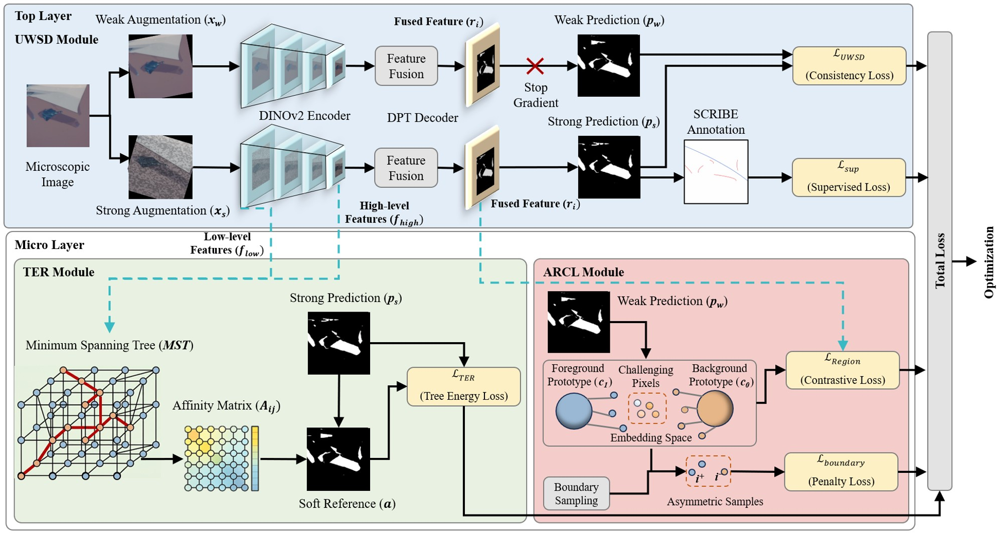 Figure 2: Overview of the proposed TACoS framework. The top layer performs weak–strong consistency learning with a shared DINOv2–DPT segmentation network, where weak predictions provide stop-gradient pseudo supervision while scribbles supply supervised signals. The bottom layer introduces two complementary structural modules. TER models pixel relations via a minimum spanning tree in the encoder feature space and generates a structure-aware soft reference for tree energy regularization. ARCL enhances representation separability by performing prototype-based region contrastive learning on challenging pixels and applying asymmetric boundary sampling to enforce boundary-aware penalties. All modules are jointly optimized under a unified objective.