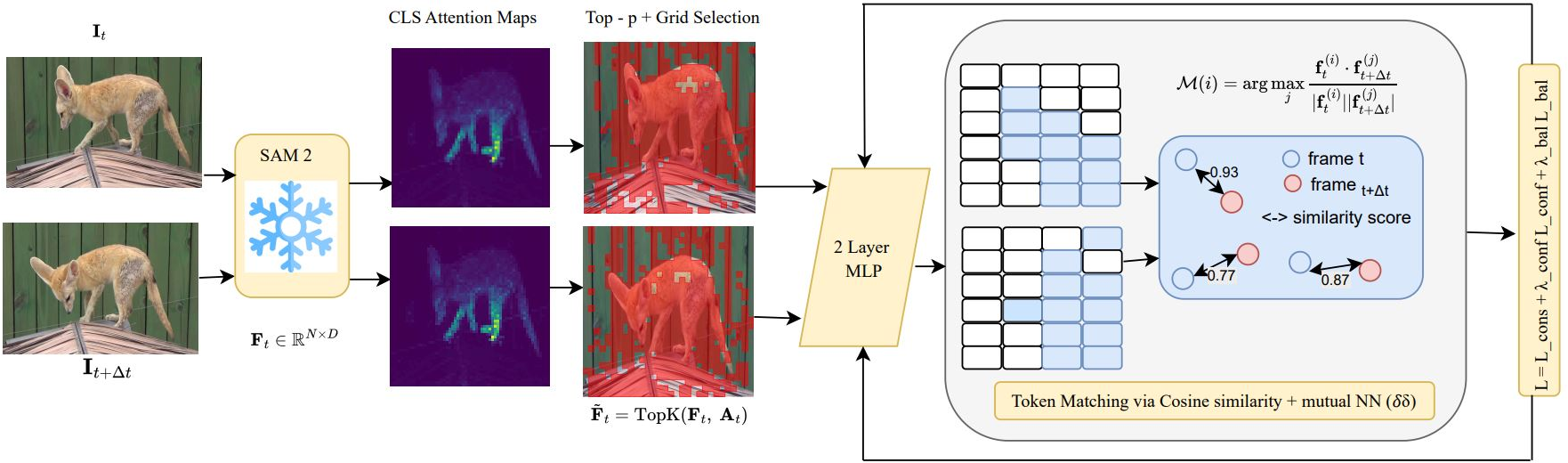 Figure 1: Overview of the proposed CTC2 framework. Consecutive frames \mathbf{I}t and \mathbf{I}{t+\Delta t} are encoded by a frozen SAM2 ViT backbone. The [CLS] attention map guides adaptive token selection, retaining only the most salient and spatially diverse regions. A lightweight MLP head clusters these tokens into soft part assignments. Cross-temporal matching aligns part distributions via cosine similarity across multiple temporal offsets, while a saliency-weighted symmetric KL divergence enforces temporal consistency.
