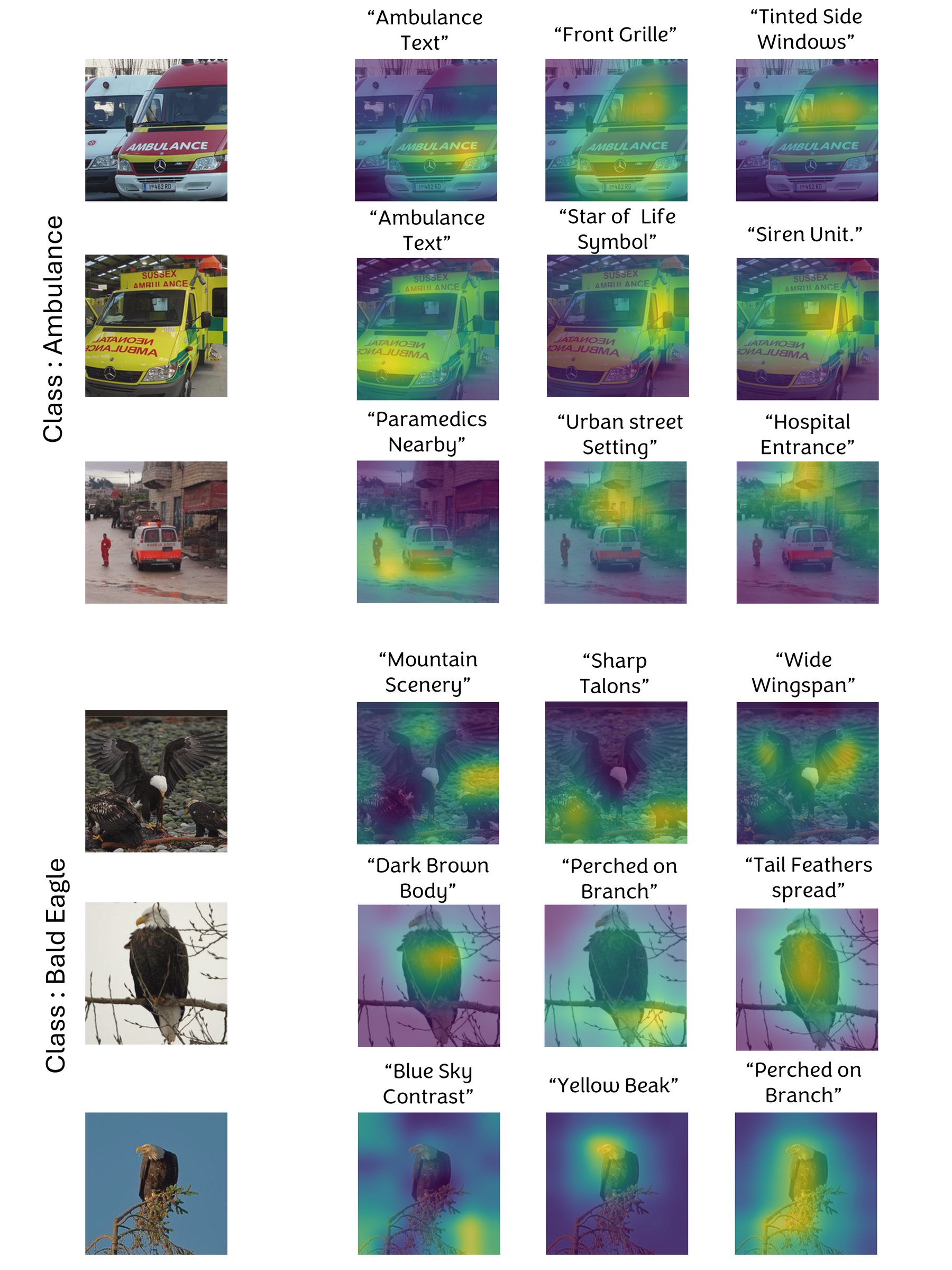 Figure 11: Concept maps for the Ambulance and Bald Eagle classes, showing input images and the top activated visual concepts.C