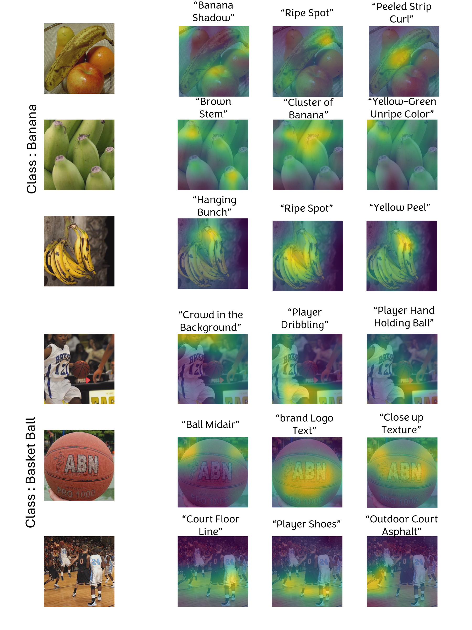 Figure 10: Concept maps for the Banana and Basketball classes, with the highest-activating learned concepts overlaid on input images.