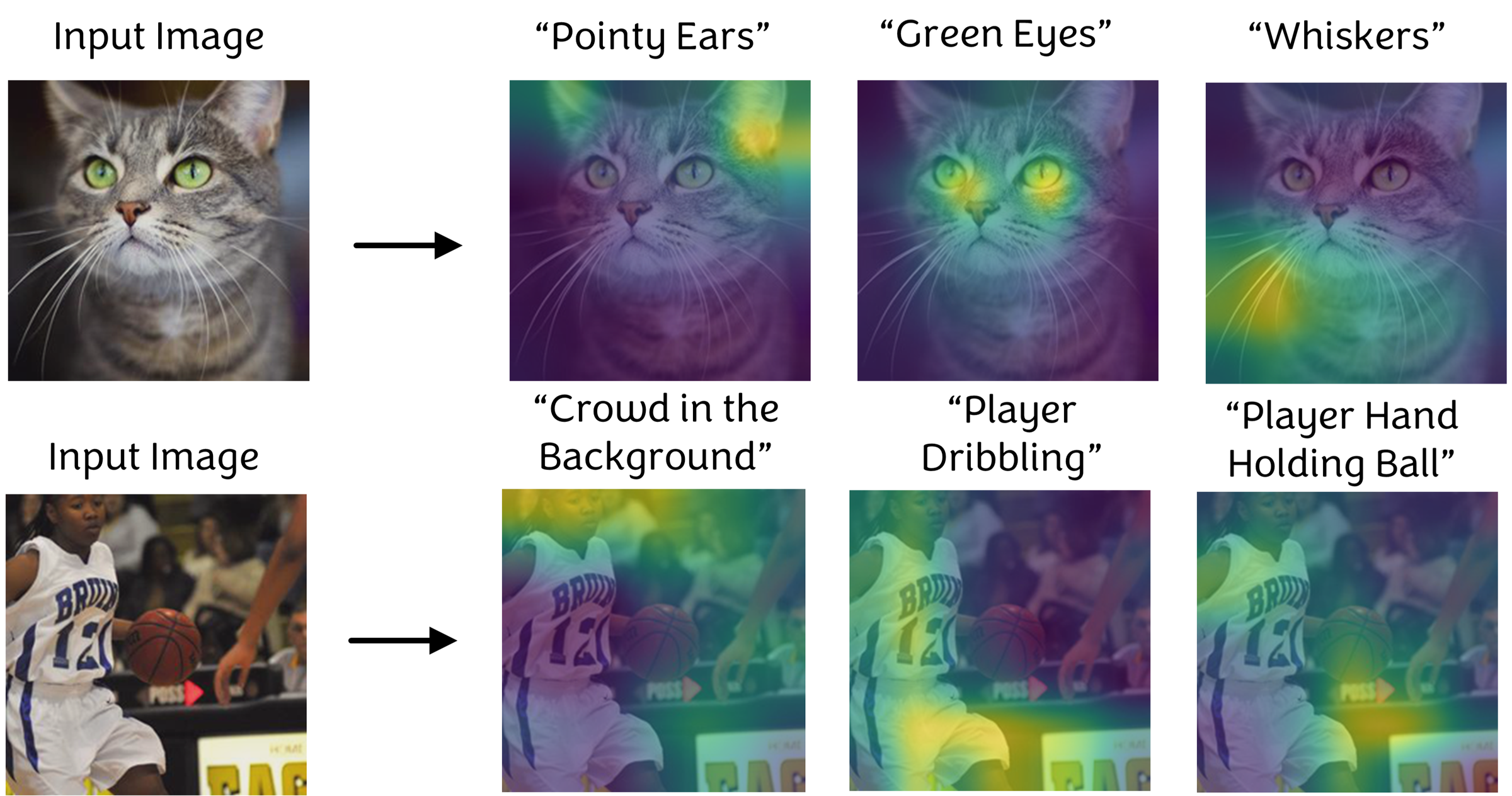 Figure 1: Qualitative illustration of LAD. Each image is decomposed into spatially localized, named concepts, including part-level object concepts (e.g., “Pointy Ears,” “Green Eyes”) and contextual scene concepts (e.g., “Crowd in the Background,” “Player Dribbling”). Because each concept is anchored to language before decomposition, the explanations are both human-interpretable and faithful to the frozen classifier’s predictions.