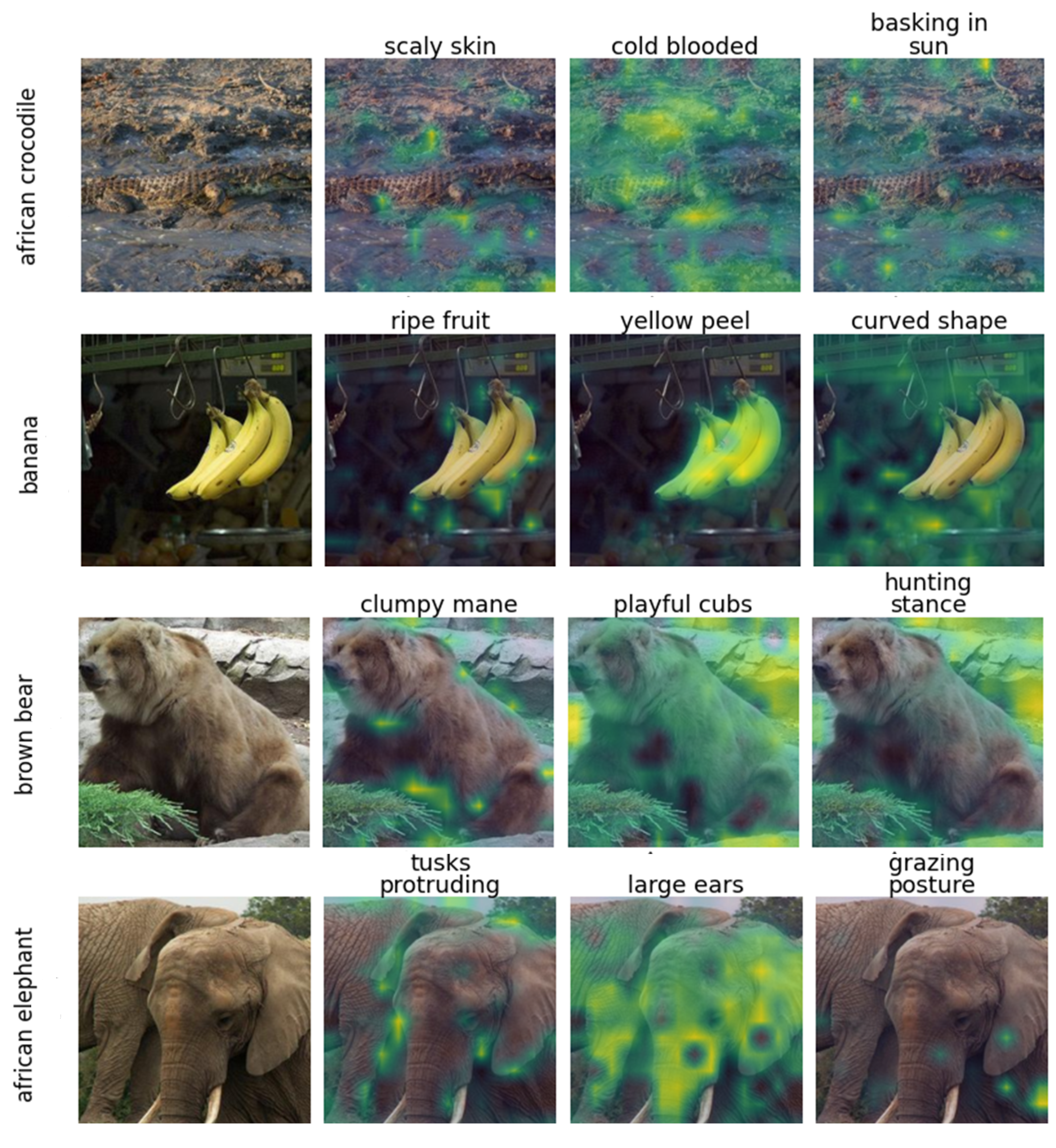 Figure 9: LAD concepts on ViT-B/16. For four ImageNet classes, the top language-anchored concepts on patch tokens. Unlike the part-level localization LAD produces on CNNs (Sec. 5.1, main paper), the ViT maps are diffuse and often attach to background or to the object silhouette rather than the named part (e.g., “cold blooded” on surrounding rock, “large ears” over the whole head). Color- and texture-defined concepts localize better (“yellow peel”). The maps behave closer to global saliency than to part-grounded evidence, illustrating why spatial concept decomposition does not transfer directly to transformers.