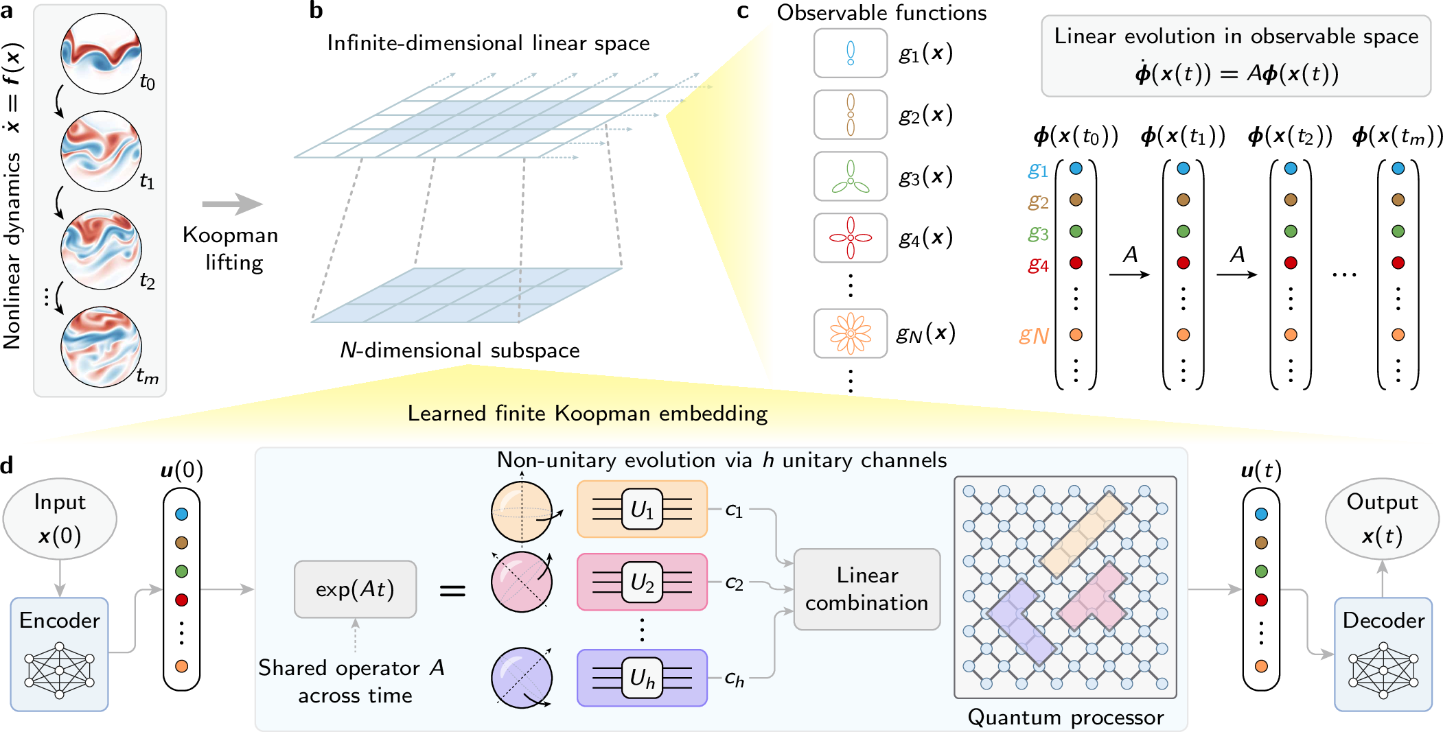 Figure 1: Schematic of the QKM framework for simulating nonlinear dynamics on a superconducting quantum processor. a, A nonlinear dynamical system \dot{\boldsymbol{x}}=\boldsymbol{f}(\boldsymbol{x}) generates discrete spatiotemporal snapshots \boldsymbol{x}(t_0),\boldsymbol{x}(t_1),\cdots,\boldsymbol{x}(t_m). b, The nonlinear dynamics are mapped to an infinite-dimensional linear observable space via Koopman lifting in c, and are subsequently projected onto a finite N-dimensional subspace spanned by learned observables in d, yielding the linear evolution \dot{{\boldsymbol{u}}}= A {\boldsymbol{u}}. c, In full Koopman theory, this infinite-dimensional space comprises all observables g_j(\boldsymbol{x}) acting on the physical state, such that \boldsymbol{\phi}(\boldsymbol{x})=(g_1(\boldsymbol{x}),g_2(\boldsymbol{x}),\cdots)^\mathrm{T}. Although the physical field \boldsymbol{x}(t) evolves nonlinearly, the lifted observables evolve linearly under the Koopman generator according to the equation \dot{\boldsymbol{\phi}}(\boldsymbol{x}(t))=A\boldsymbol{\phi}(\boldsymbol{x}(t)). d, A finite Koopman embedding is learned from the data in a, yielding a low-dimensional latent state \boldsymbol{u}(t) that preserves the dominant dynamics. These learned observables define a finite-dimensional representation in which the same linear generator A propagates the state through time. In practice, the physical input \boldsymbol{x}(0) is encoded into the finite Koopman state \boldsymbol{u}(0), evolved under the non-unitary propagator \mathrm{e}^{At}, and decoded to reconstruct the physical state \boldsymbol{x}(t). The non-unitary propagator \mathrm{e}^{At} is implemented via the LCHS, which decomposes the propagator \mathrm{e}^{At} into h weighted unitary channels (exemplified by the yellow, red, and purple components). These h independent circuits, characterized by distinct ring-topology qubit layouts, are executed in parallel on a superconducting quantum processor.