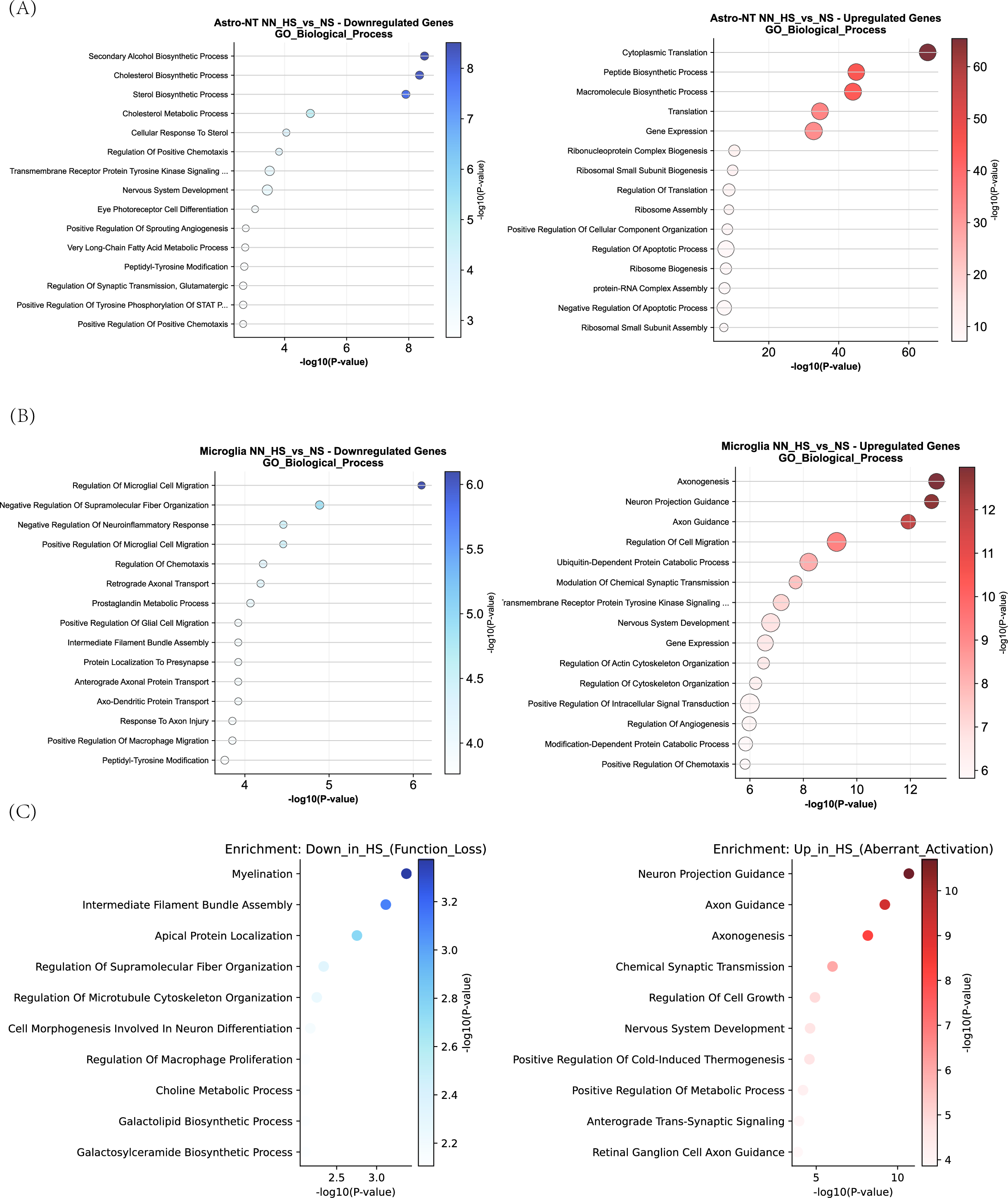 Figure 20: Gene Ontology (GO) enrichment analysis of differentially expressed genes. (A) Enriched biological processes for downregulated (left) and upregulated (right) genes in Astrocytes (Astro-NT). (B) Enriched pathways in Microglia, highlighting the downregulation of regulatory functions and upregulation of axonogenesis-related processes. (C) Functional categorization of key pathways, distinguishing between function loss (e.g., Myelination) and aberrant activation (e.g., Neuron Projection Guidance). The x-axis represents the statistical significance (-log10 P-value).