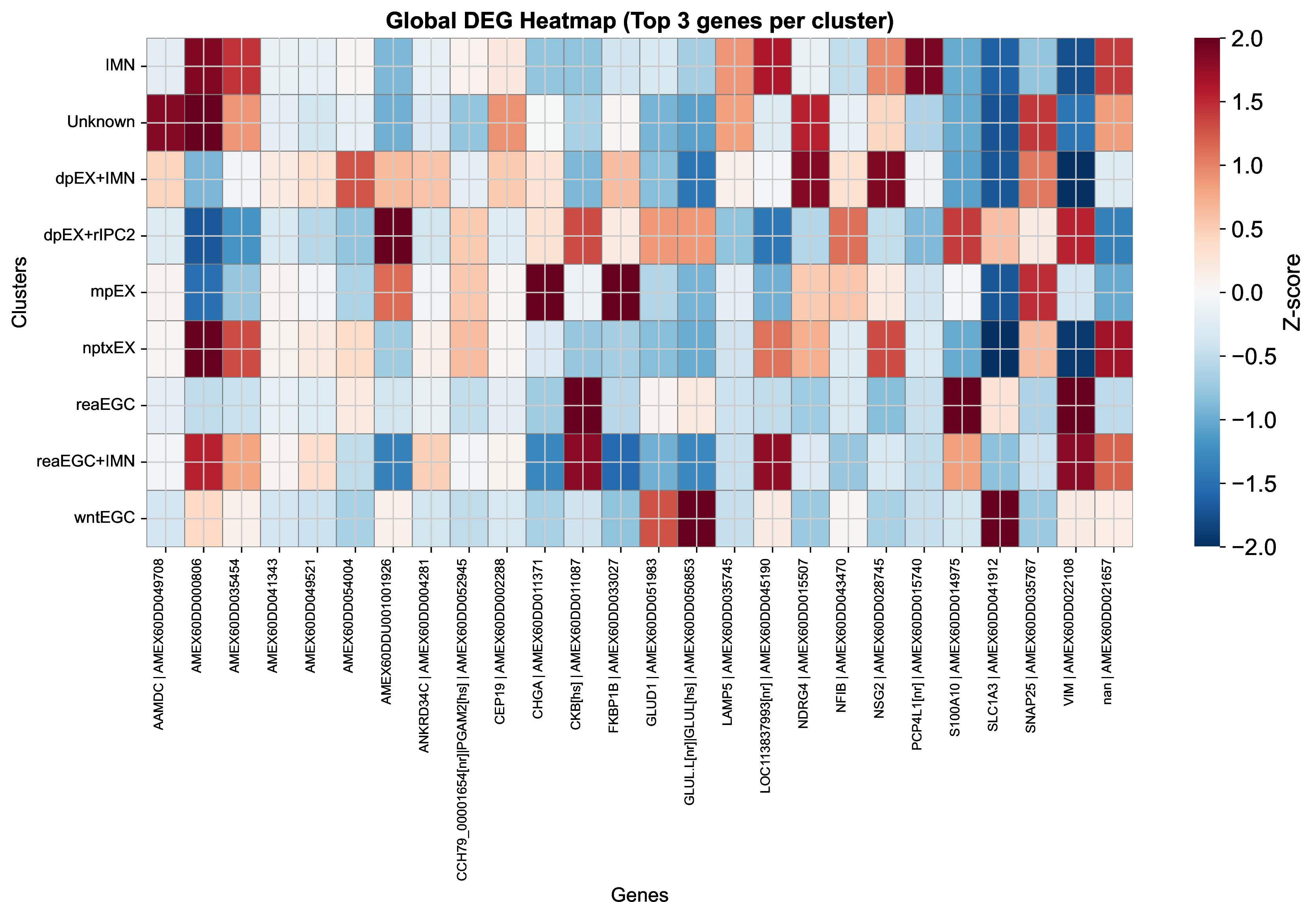 Figure 17: DEG heat map of Axolotl Neuron dataset. The visualization displays the top 3 marker genes identified for each annotated cell type (rows), such as IMN, mEX, and wntEGC. Columns represent specific genes, and the color scale reflects Z-score normalized expression levels, with red indicating upregulation and blue indicating downregulation, highlighting distinct molecular signatures for each cluster.