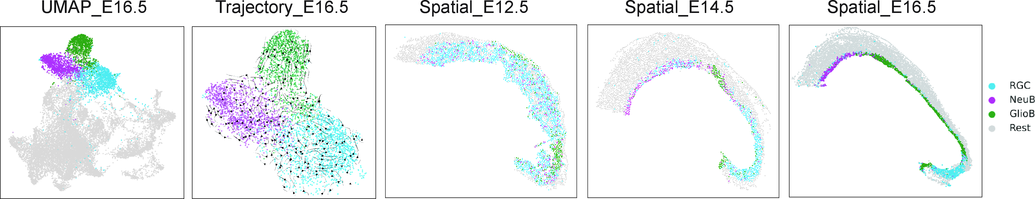 Figure 3: UMAP visualization and spatial distributions of cell types in the mouse embryonic dorsal midbrain at developmental stages E12.5, E14.5, and E16.5.
