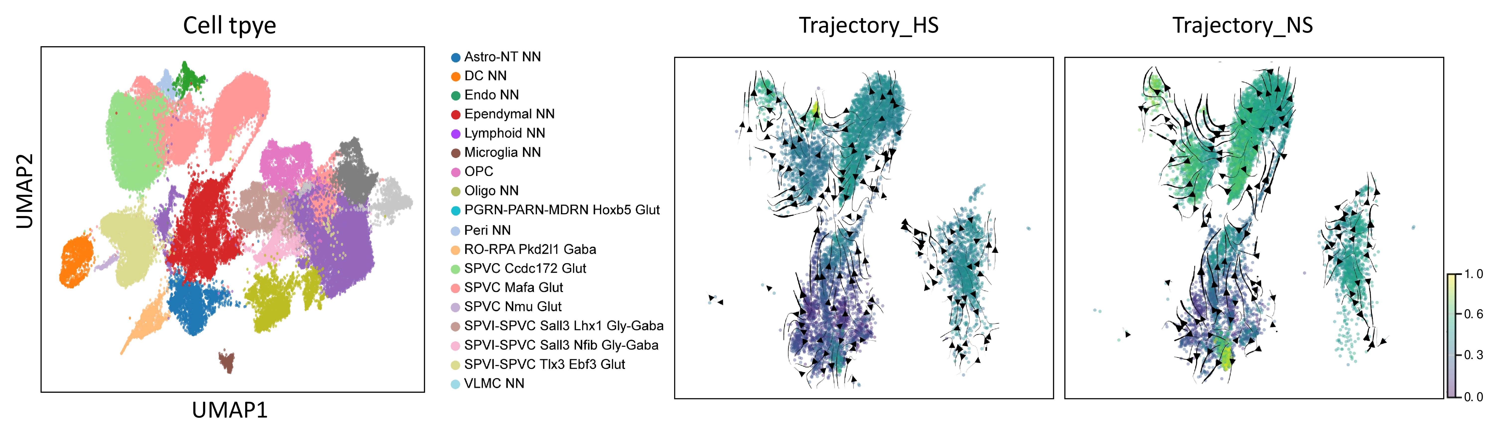 Figure 4: UMAP projection of cell type clusters identified by SpaCellAgent and comparison of inferred developmental trajectories between Homeostatic (HS) and Nerve Injury (NS) conditions.