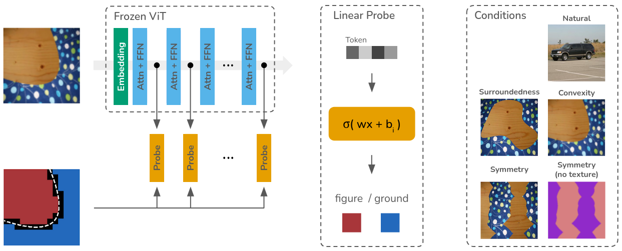 Figure 1: We extract patch representations from frozen, pre-trained ViTs and fit linear probes to predict figure-ground assignment. We evaluate probes on both natural images and controlled stimuli that isolate individual shape cues while semantic information, texture, and region size are uninformative. We exclude patches that span both foreground and background (shown in black).