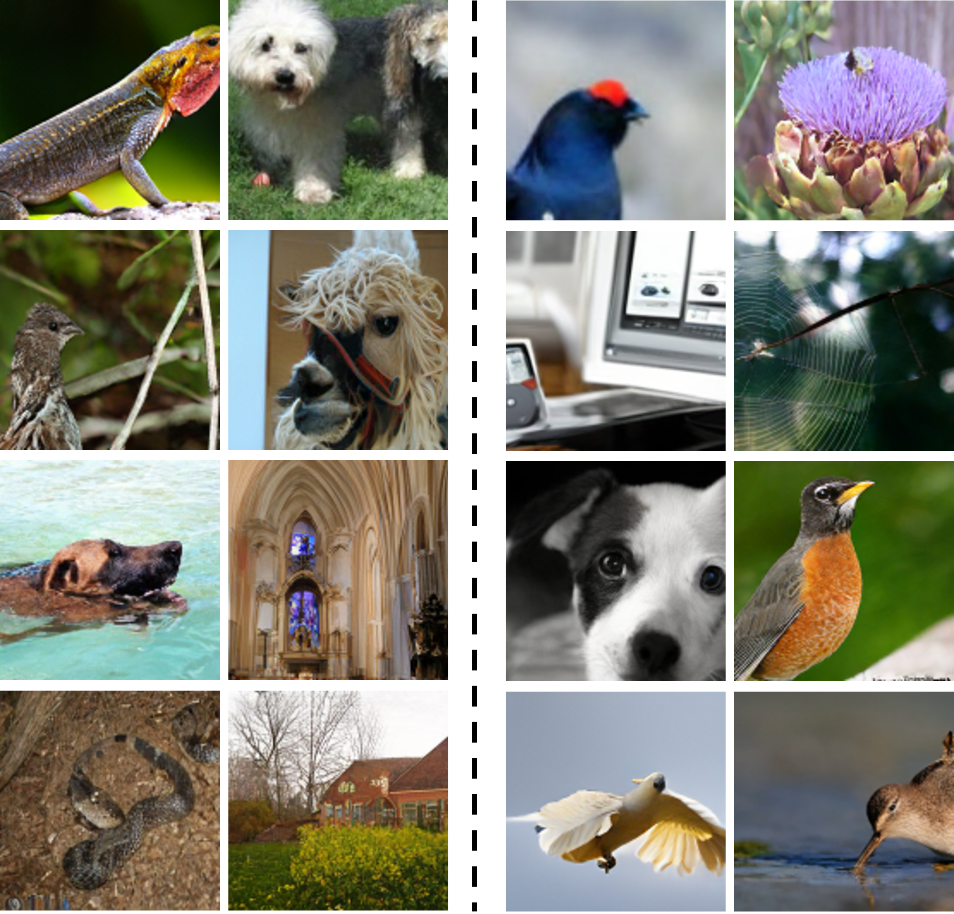 Figure 6: D^3CL improves ImageNet sample quality. Generated images from MAGE [7] pre-trained ViT-B/16 model (left) and D^3CL (right). We employ unconditional generation on ImageNet. D^3CL brings images with more vivid details, illustrating its strong performance on generating high-fidelity images.