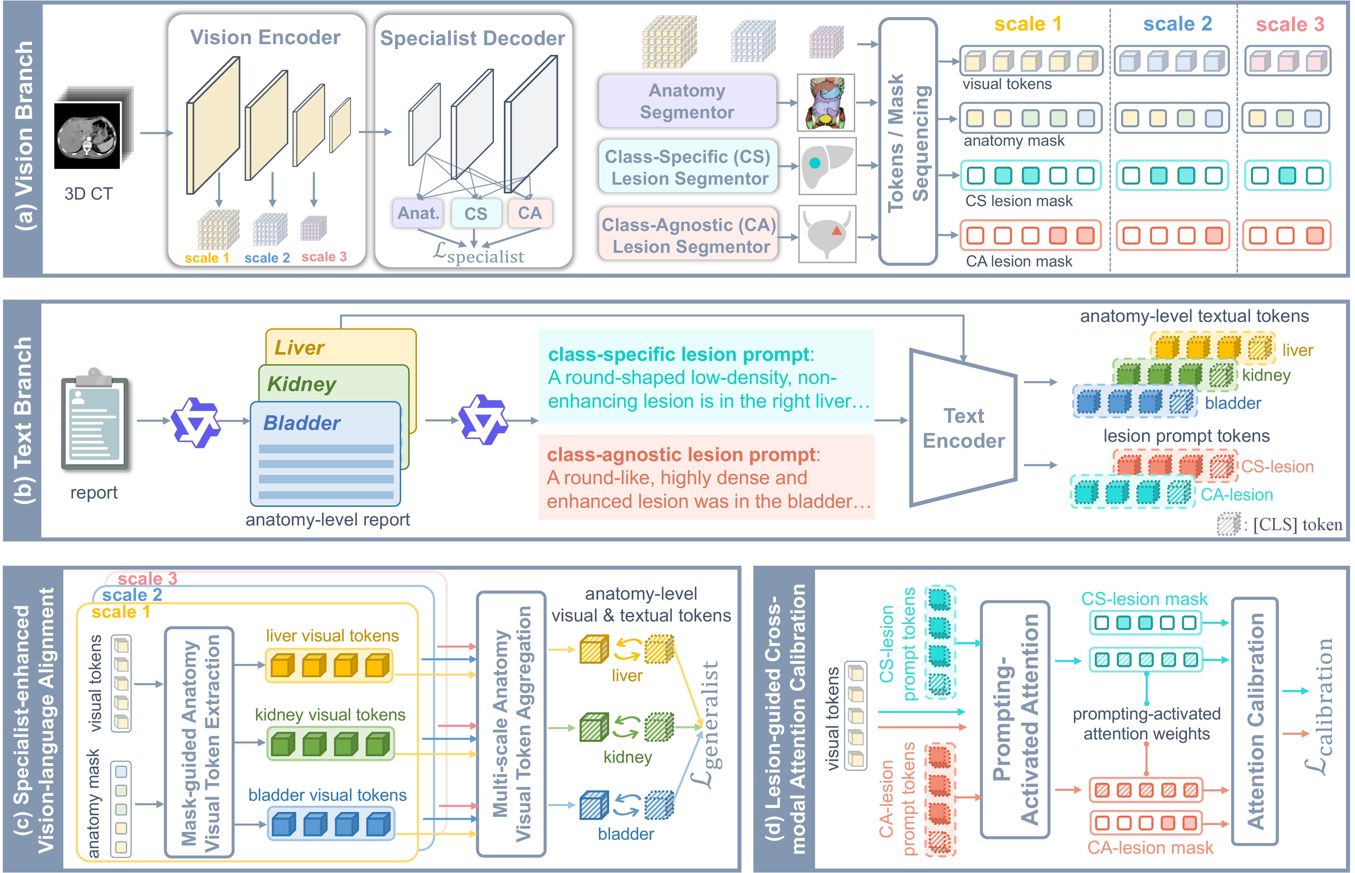 Figure 2: An overview of the proposed SuG framework. SuG consists of two fundamental branches and two synergistic mechanisms: (a) Vision branch extracts multi-scale features and performs anatomy/lesion segmentation via a specialist decoder. (b) Text branch encodes reports into anatomy-level tokens and lesion prompt tokens. (c) Specialist-enhanced vision-language alignment leverages predicted anatomy masks to guide the alignment between multi-scale visual and anatomy-level textual tokens, optimizing the generalist representation. (d) Lesion-guided cross-modal attention calibration dynamically refines text-conditioned visual attention through lesion masks to achieve precise, pathology-aware localization.