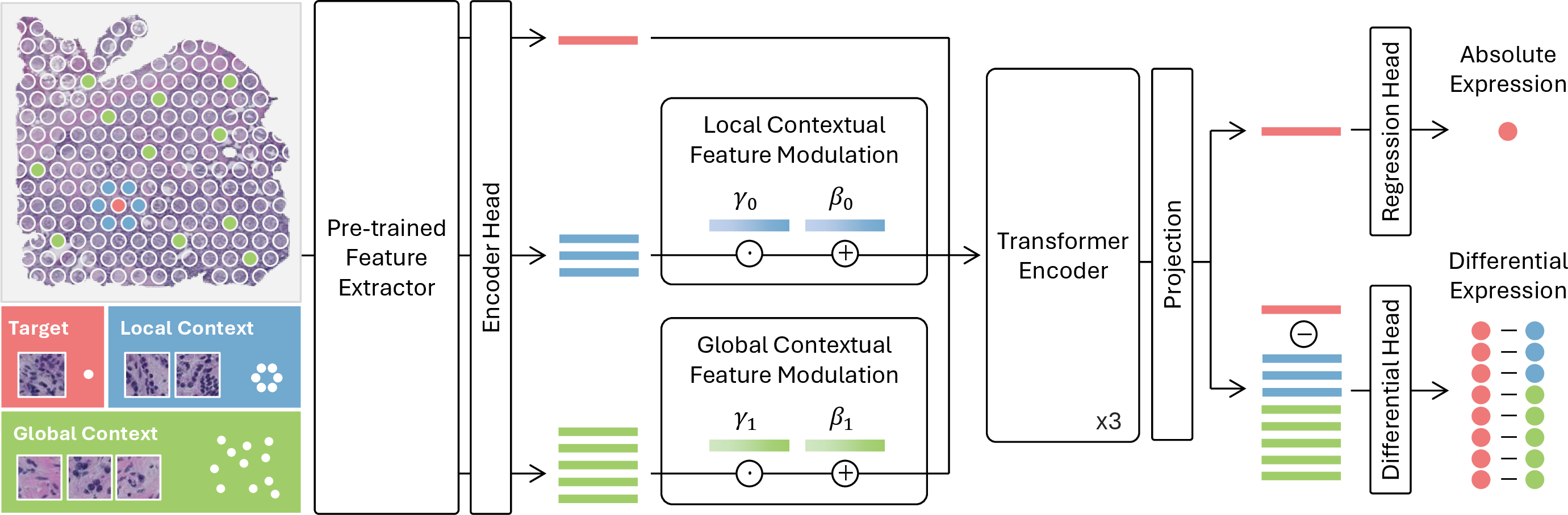 Figure 1: Overview of the COAST framework. COAST integrates local and global context spots through contextual feature modulation and Transformer-based aggregation. The architecture jointly optimizes absolute and differential regression.