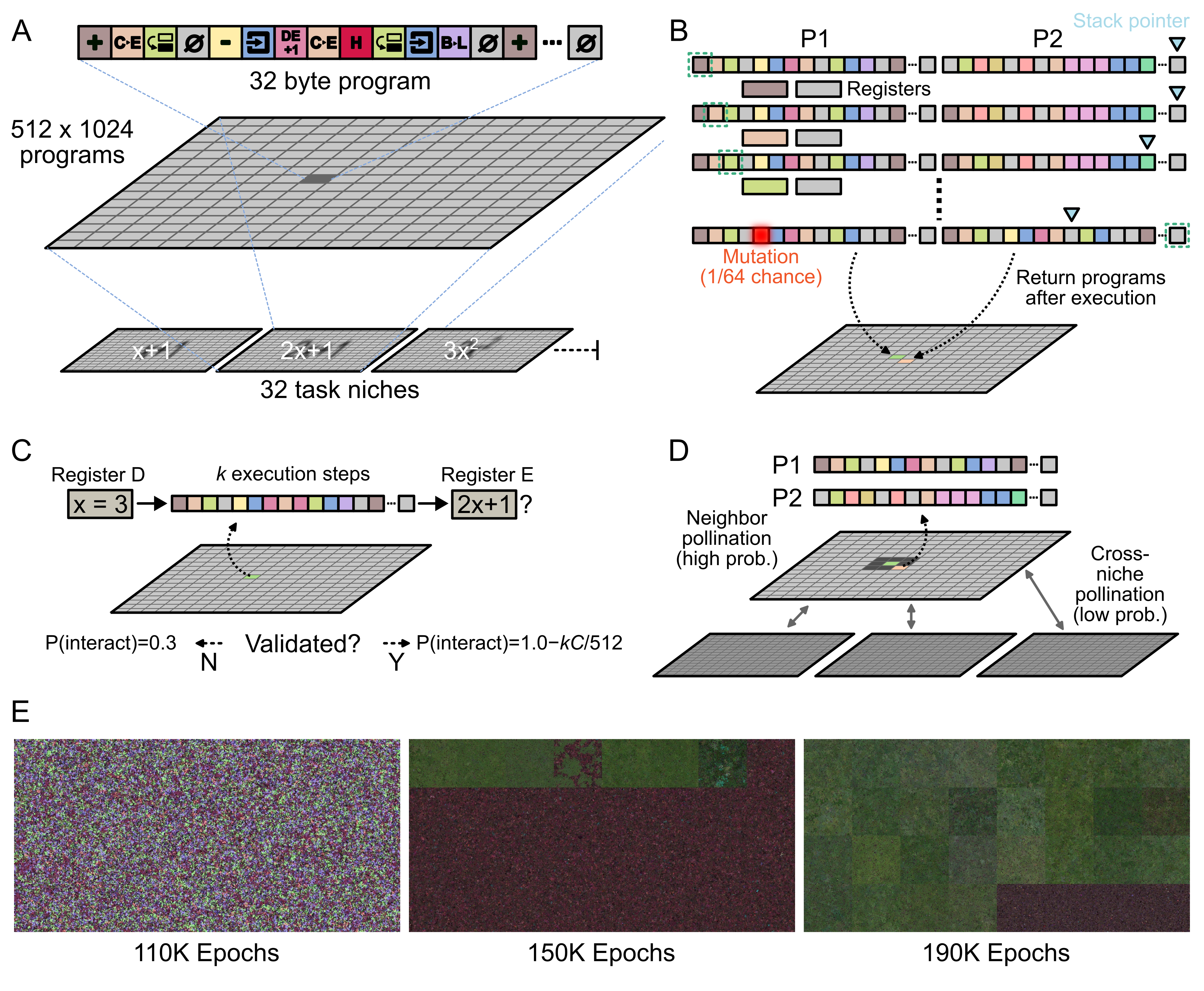 Figure 1: System architecture. (A) The 32 task niches, each a 128 \times 128 grid of 32-byte Z80 programs and each assigned a target polynomial f(x). (B) Selected pairs concatenate their tapes, execute from left to right, undergo random byte-flip mutation, and the resulting halves replace the originals. (C) Competence gating: register D is initialized to a sampled input x \in \{0,\ldots,15\}, the program is executed for up to B=512 instructions, and register E is read as the output. Producing f(x) on three independent inputs raises the interaction probability from p_{\mathrm{base}}=0.3 to p_{\mathrm{succ}}=1, optionally discounted by a metabolic penalty proportional to execution steps. (D) Most pairings are local von Neumann neighbour interactions; with probability \pi the partner is instead drawn uniformly from any niche (cross-niche pollination, CNP). (E) A view of three intermediate states of the system at different epochs of a simulation. Each pixel in the grid corresponds to a program. Each program’s color is obtained by averaging the RGB vectors assigned to a subset of its bytes according to a handcrafted colormap. The color of programs that successfully passed their most recent validation is biased toward green. Note the homogenization of the program content as self-replicators take over, as well as the gradual emergence of solutions in specific niches (each block corresponds to a different niche).