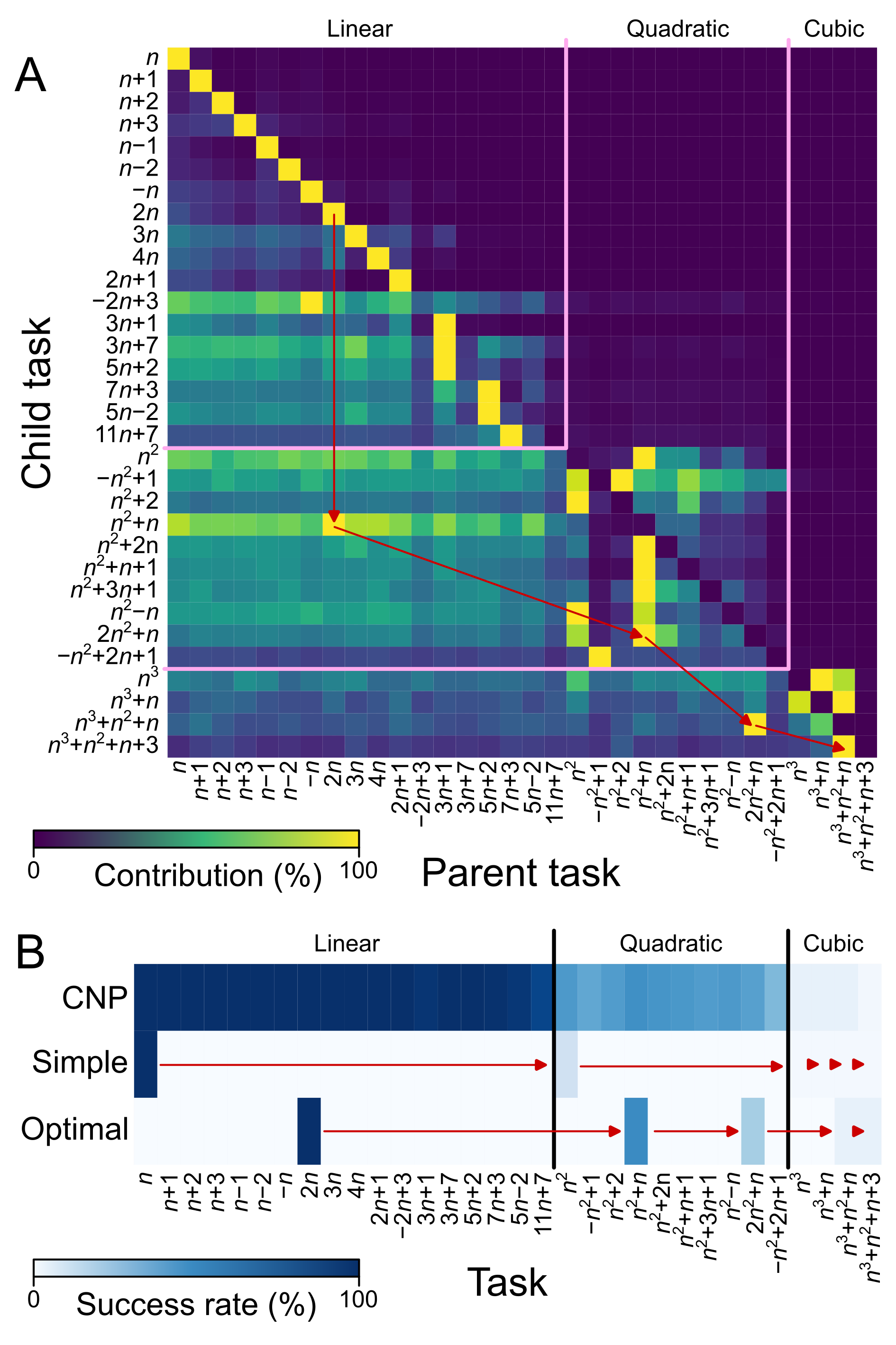 Figure 5: Evidence of an emergent curriculum: (A) Genealogy of programs based on most recent ancestors’ niches. Note the non-uniform, non-symmetric genealogy, implying that solutions to certain tasks tend to evolve from existing solutions to specific easier tasks. Red arrows indicate a common genealogical path, used for constructing the ‘optimal’ curriculum. (B) Success rate per task for the full cross-niche pollination system (top), a naive curriculum moving from simple to harder tasks (middle), and a curriculum based on the genealogy shown by the red arrows in panel A (bottom). Note the greater success on quadratic and cubic tasks for the optimal curriculum based relative to the simple curriculum.