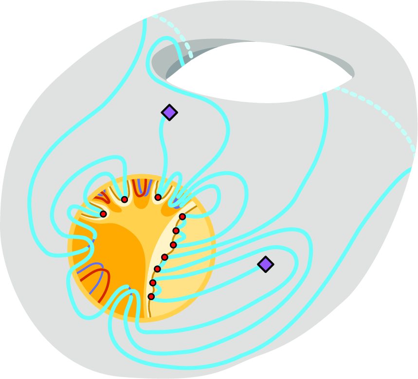 Figure 3: The local structure of an annotated graph excluding a 2-outer-annotated grid as a red-minor. The yellow disc is a vortex which is partitioned into non-planar (darker) and planar (lighter) regions. The red vertices lie on the outer face of the planar regions of the vortex. In blue we depict a path spanning all red vertices while connecting the two purple terminals.