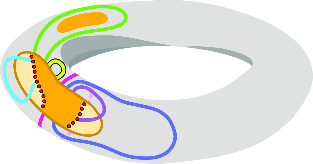 Figure 15: A sketch of a shallow torus-rendition of some graph. The yellow areas mark the vortices where the lighter areas are those segments with final frontierts – marked by the red vertices. The different colours mark different kinds of loops.