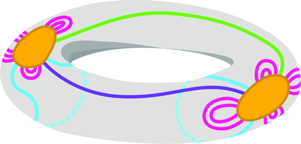 Figure 14: A sketch of a torus-rendition \rho of some graph with two vortices – the yellow areas – and examples of different types of loops and links.