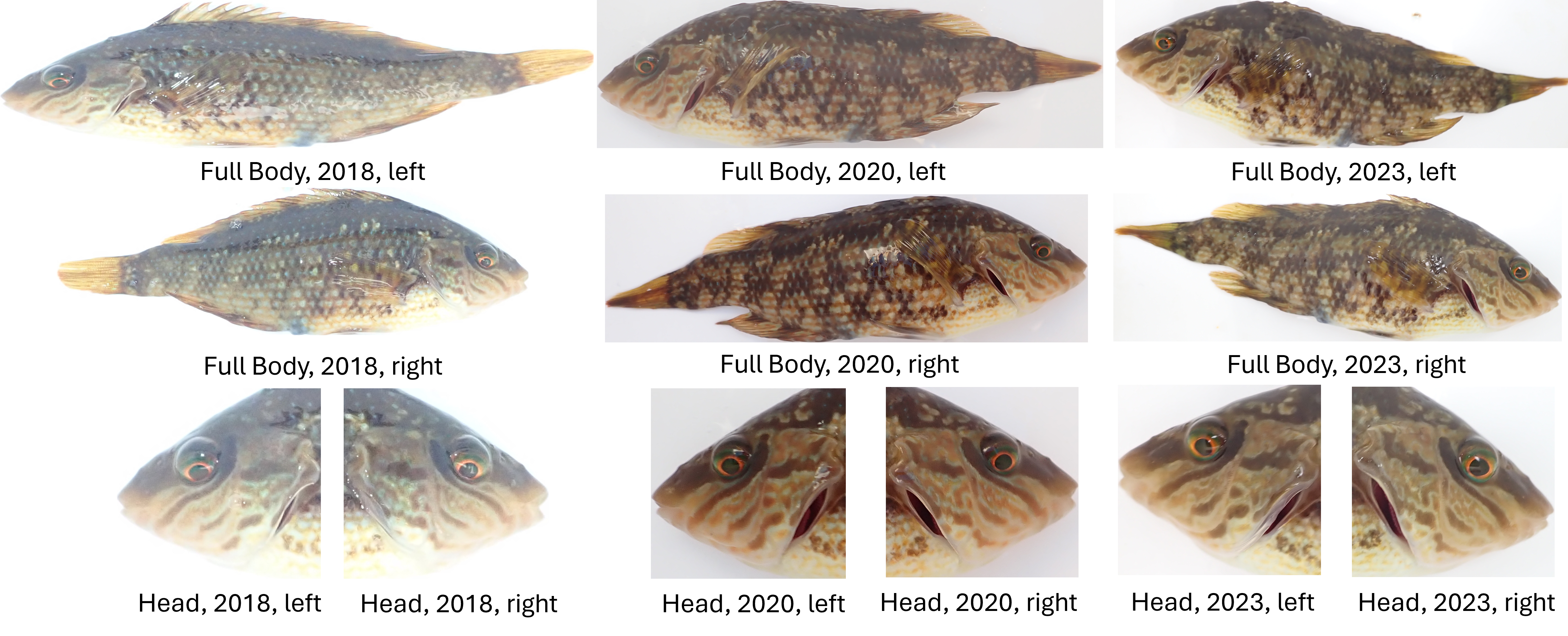 Figure 2: Multiple observations of the same individual from the Melops dataset [16] across different capture years. The top and middle rows show full-body lateral views from different time points and body sides, illustrating natural growth, size variation, and side-specific appearance differences. The bottom row presents corresponding head crops, highlighting fine-grained facial patterns that remain discriminative despite longitudinal morphological and coloration changes, while also exhibiting the left-right asymmetry.