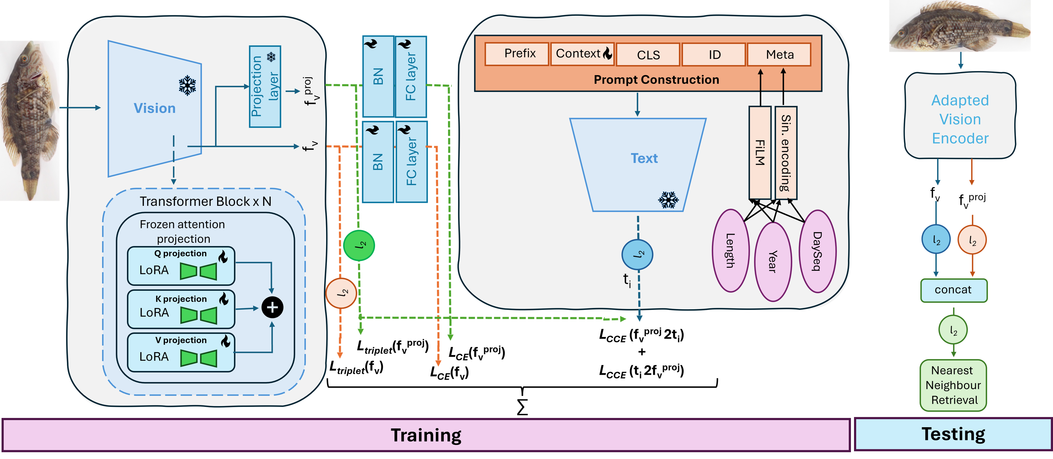 Figure 1: Overview of the proposed framework. Training (left): A frozen CLIP ViT vision encoder is adapted using LoRA modules inserted into the query, key, and value linear projection layers of each multi-head self-attention block. The visual embedding \mathbf{f}_v and its CLIP-projected counterpart \mathbf{f}_v^{\mathrm{proj}} are supervised with dual-space batch-hard triplet losses and auxiliary identity classification heads. In parallel, identity-conditioned prompts composed of fixed prefix tokens, learnable context tokens, class tokens, identity tokens, and optional metadata tokens are processed by a frozen CLIP text encoder to produce text embeddings \mathbf{t}. Continuous metadata is incorporated via sinusoidal encoding or FiLM-based modulation at the embedding level. Cross-modal alignment between \ell_2-normalized projected visual features \mathbf{f}_v^{\mathrm{proj}} and text embeddings \mathbf{t} is enforced using symmetric contrastive cross-entropy losses \mathcal{L}_{\mathrm{CCE}}(\mathbf{f}_v^{\mathrm{proj}}, \mathbf{t}) and \mathcal{L}_{\mathrm{CCE}}(\mathbf{t}, \mathbf{f}_v^{\mathrm{proj}}). Inference (right): Only the LoRA-adapted vision encoder is retained. The \ell_2-normalized embeddings \mathbf{f}_v and \mathbf{f}_v^{\mathrm{proj}} are concatenated and re-normalized to form the final descriptor used for nearest-neighbor retrieval. All text-related components, metadata conditioning, and auxiliary identity heads are removed at inference time.