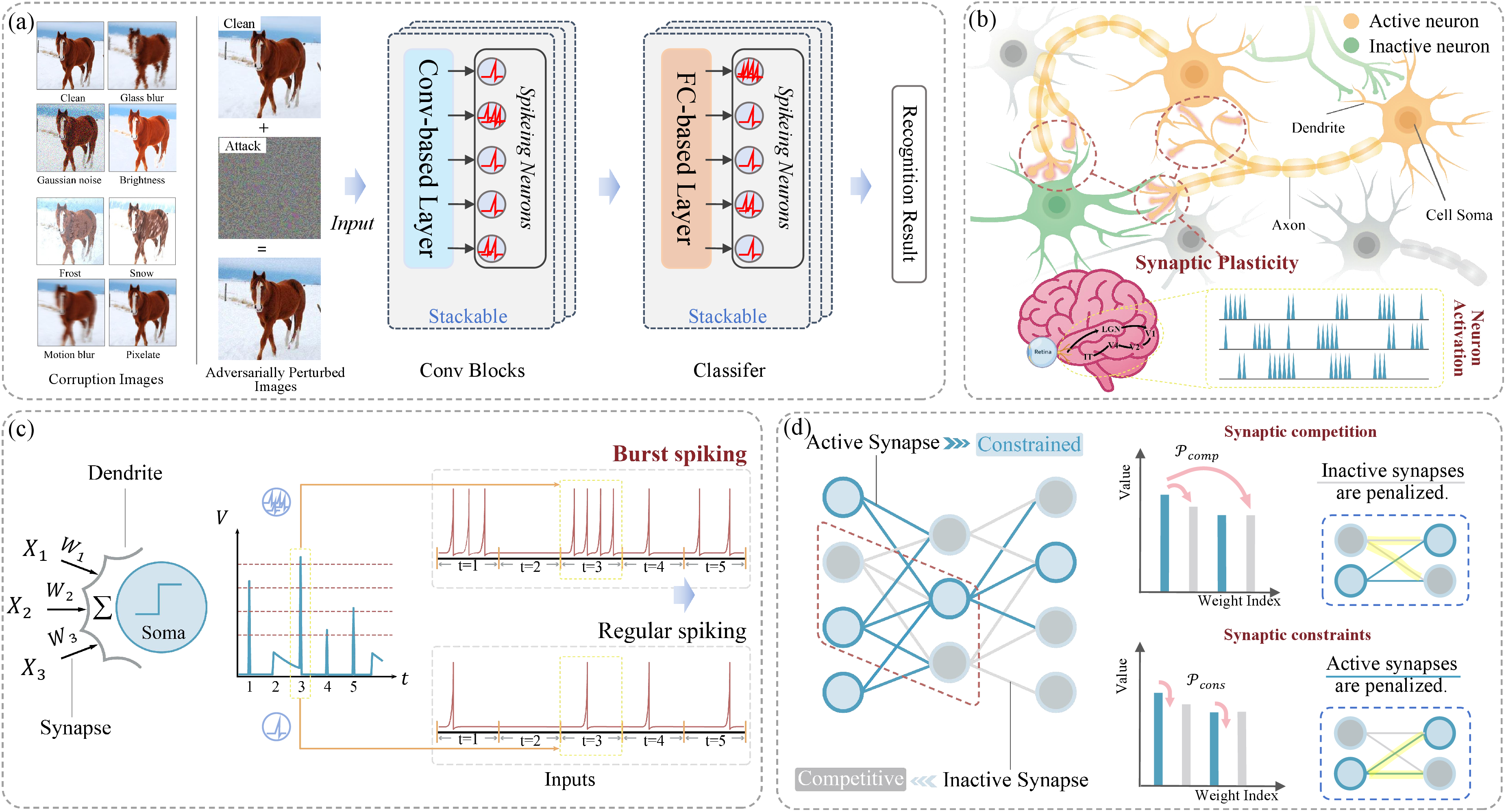 Figure 2: Overview of the proposed method. (a) The clean or corrupted image is processed by a deep neural network. Features are extracted by stackable convolutional (Conv) blocks with spiking neurons. Stackable fully connected (FC) layers then produce the recognition result. (b) In biological visual systems, neurons exhibit diverse activation patterns and form organized synaptic connections to respond effectively to external stimuli. (c) We introduce the BSNs, which replaces conventional binary spiking to provide richer neuronal representations. (d) Drawing inspiration from the competitive and constrained synaptic plasticity observed in biological neural systems, we propose a DWC mechanism that formalizes this principle to optimize connection weights from two complementary perspectives.