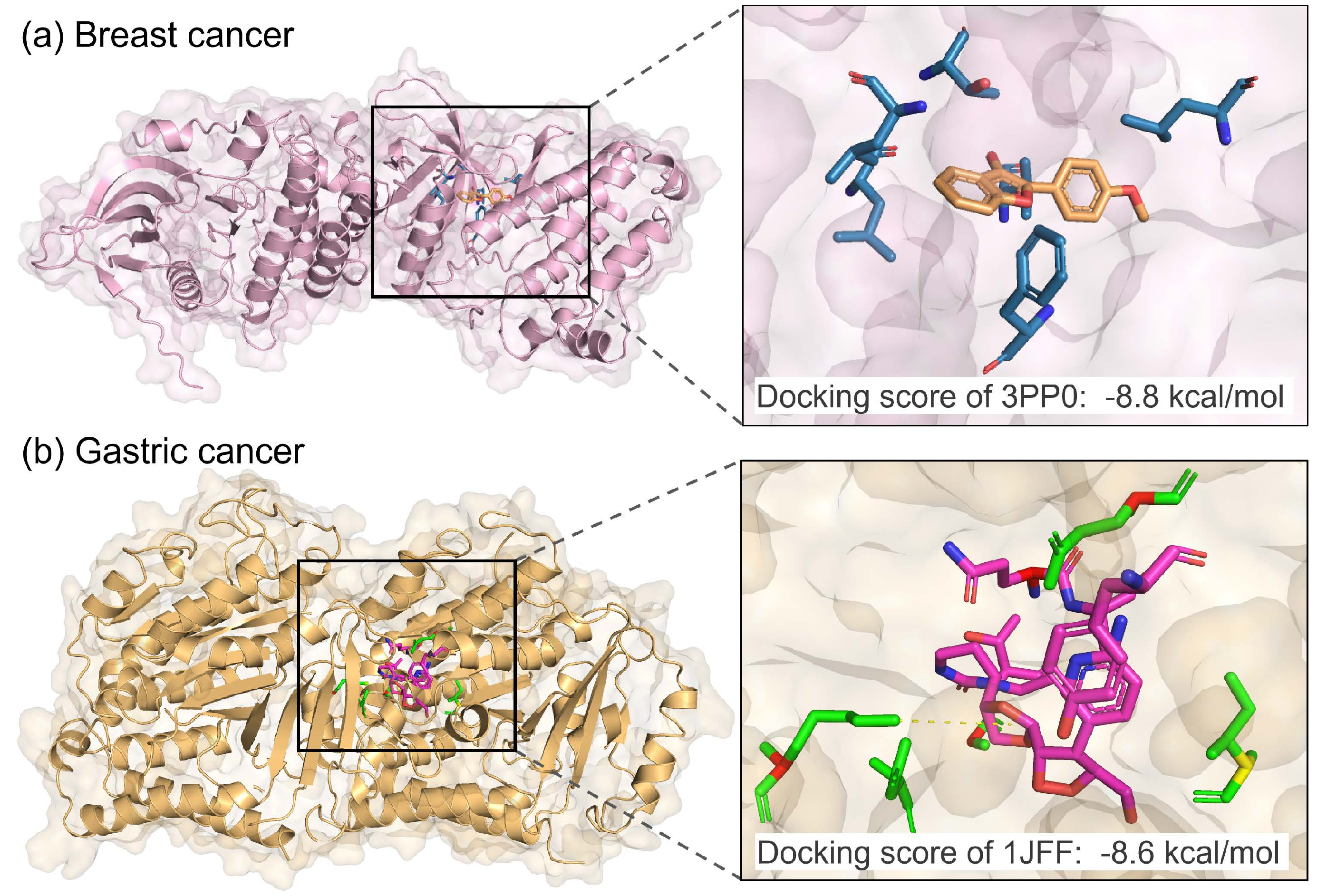 Figure 5: Docking visualization of the designed molecules under (a) breast cancer and (b) gastric cancer settings. The predicted binding poses are shown within the binding pockets, with surrounding residues highlighted. The designed molecules achieve binding affinities of -8.8 \mathrm{kcal/mol} on HER2 (PDB ID: 3PP0) and -8.6 \mathrm{kcal/mol} on tubulin (PDB ID: 1JFF).