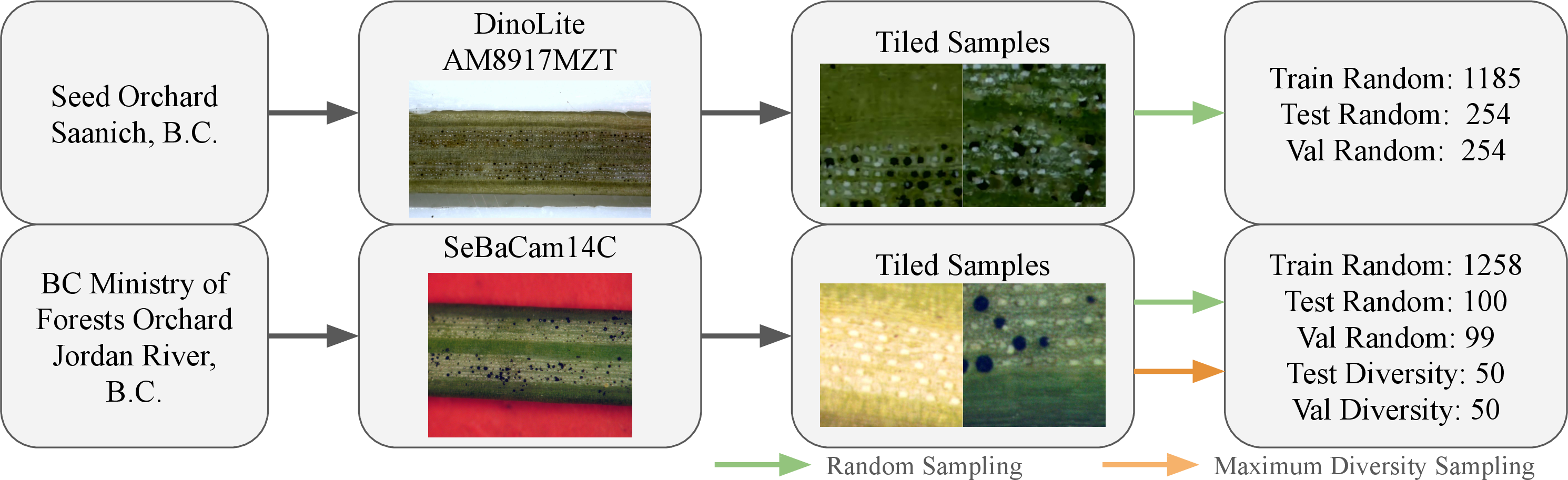 Figure 2: Summary of data collection pipeline from source trees, image capture, tile sampling, annotation, and data splits.