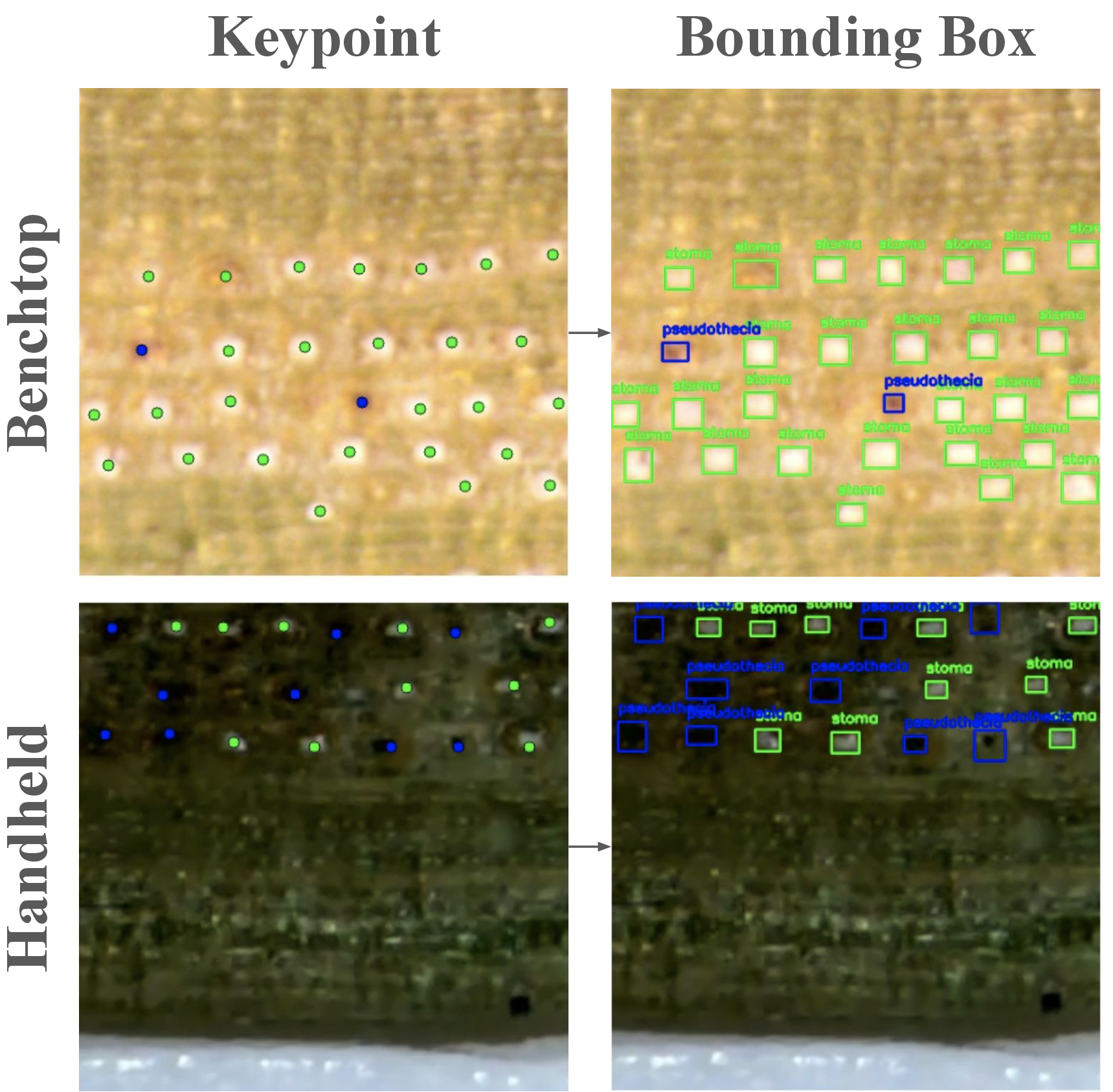 Figure 1: Example tiles from the NEEDL-Bench dataset, captured on both the benchtop and handheld microscopes. Both types of annotations are shown for the given images, keypoints and bounding boxes. Stomata are labelled in green, pseudothecia occlusions are labelled in blue.