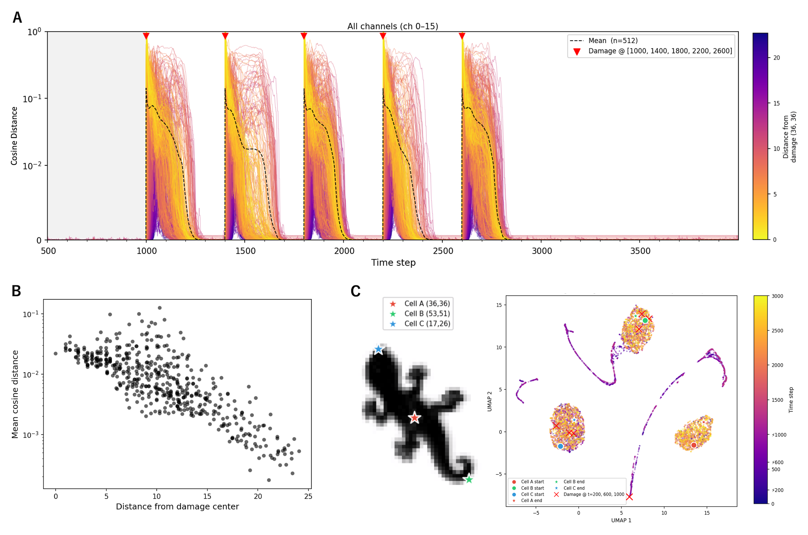 Figure 9: Nonlocal propagation of damage effects. (A) Spatial map of cosine distance from undamaged baseline state, defined as the temporal mean over the reference window, showing that cells far from the damage site also deviate from their resting state. (B) Mean cosine distance as a function of spatial distance from damage center, revealing a decay trend with notable mid-range excursions indicative of nonlocal recovery dynamics. (C) UMAP of individual cell state trajectories showing cell-level deviation and return, resembling the system-level return toward the recurrent state.