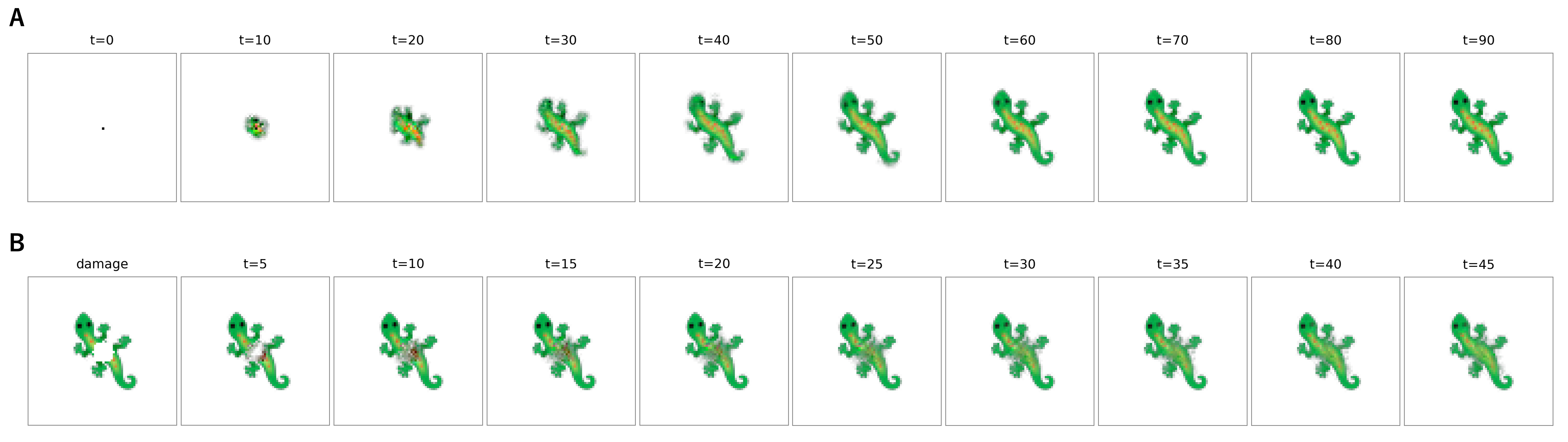 Figure 1: (A) Developmental process of the GNCA lizard morphology from a single seed cell, shown at 10-step intervals (t = 0–90). The system self-organizes to reproduce the target pattern within approximately 50 steps. (B) Regeneration after localized damage, shown at 5-step intervals (t = 5–45). The damaged region is progressively restored through coordinated cell dynamics.