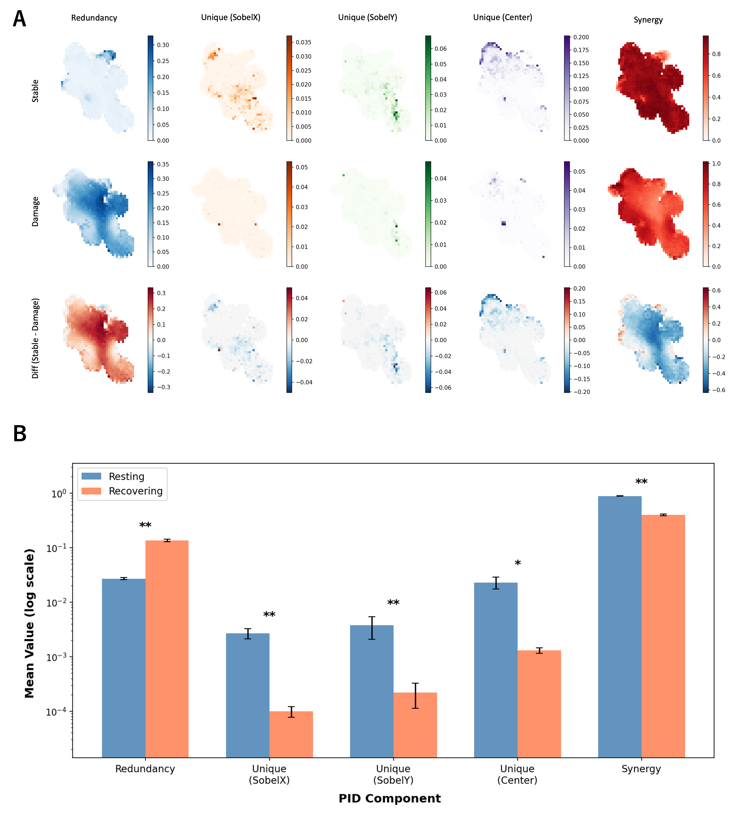 Figure 13: Spatial partial information decomposition comparing resting and recovery conditions. During resting self-maintenance, synergy dominates, indicating integrative spatial computation. During recovery, redundancy increases with corresponding decreases in unique information and synergy, consistent with a shift toward redundancy-enhanced coordination during repair.PID components were first averaged over alive cells within each independently trained model, and statistical comparisons were performed across independently trained models using Wilcoxon signed-rank tests.Error bars indicate SEM across independently trained models.Asterisks indicate significant resting–recovery differences (^{*}p<0.05, ^{**}p<0.01).