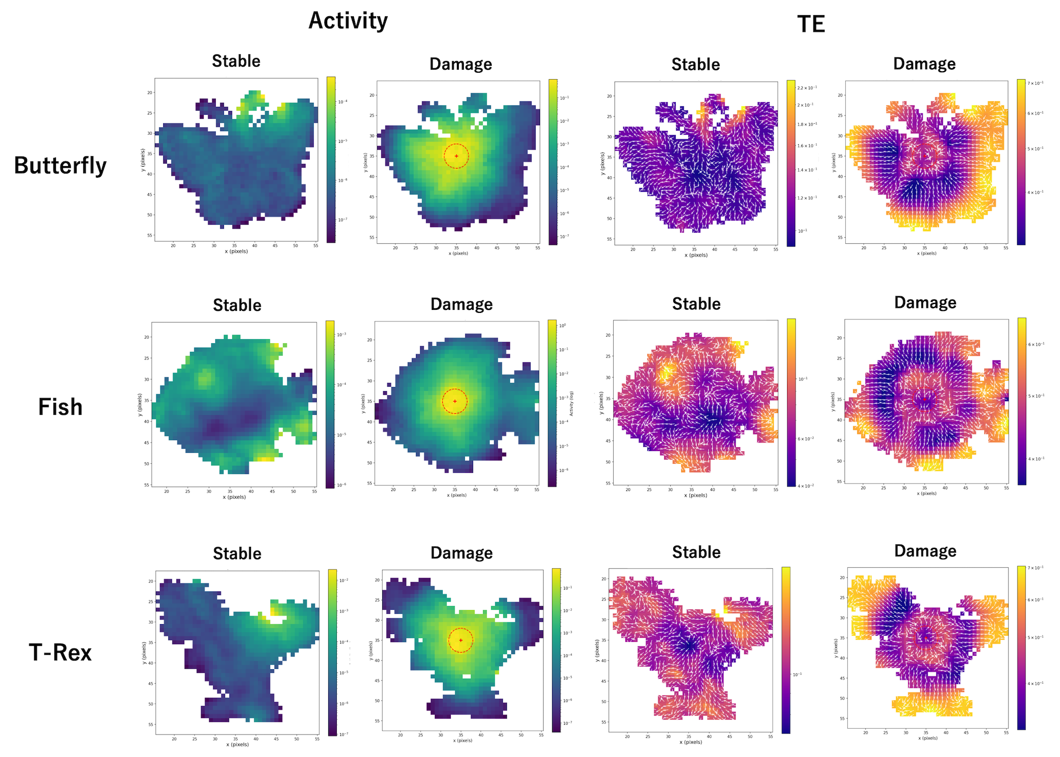 Figure 17: Activity and transfer-entropy asymmetry fields for additional target morphologies.Rows show butterfly, fish, and T-Rex target morphologies.For each morphology, the left two columns show mean activity |\Delta s| during undamaged steady-state operation and the early post-damage response, respectively.The right two columns show the corresponding TE asymmetry vector fields under the same stable and damage conditions.Background color indicates TE magnitude, and white arrows indicate the normalized TE asymmetry vector field constructed from outgoing minus incoming TE between neighboring cells.Across morphologies, localized damage induces a broad increase in activity around the damaged region and reorganizes the TE asymmetry field, with inward-oriented vectors near the damage site and outward-oriented vectors in more distal regions.These results indicate that the spatially differentiated TE response observed in the lizard morphology is qualitatively reproduced in additional target morphologies.