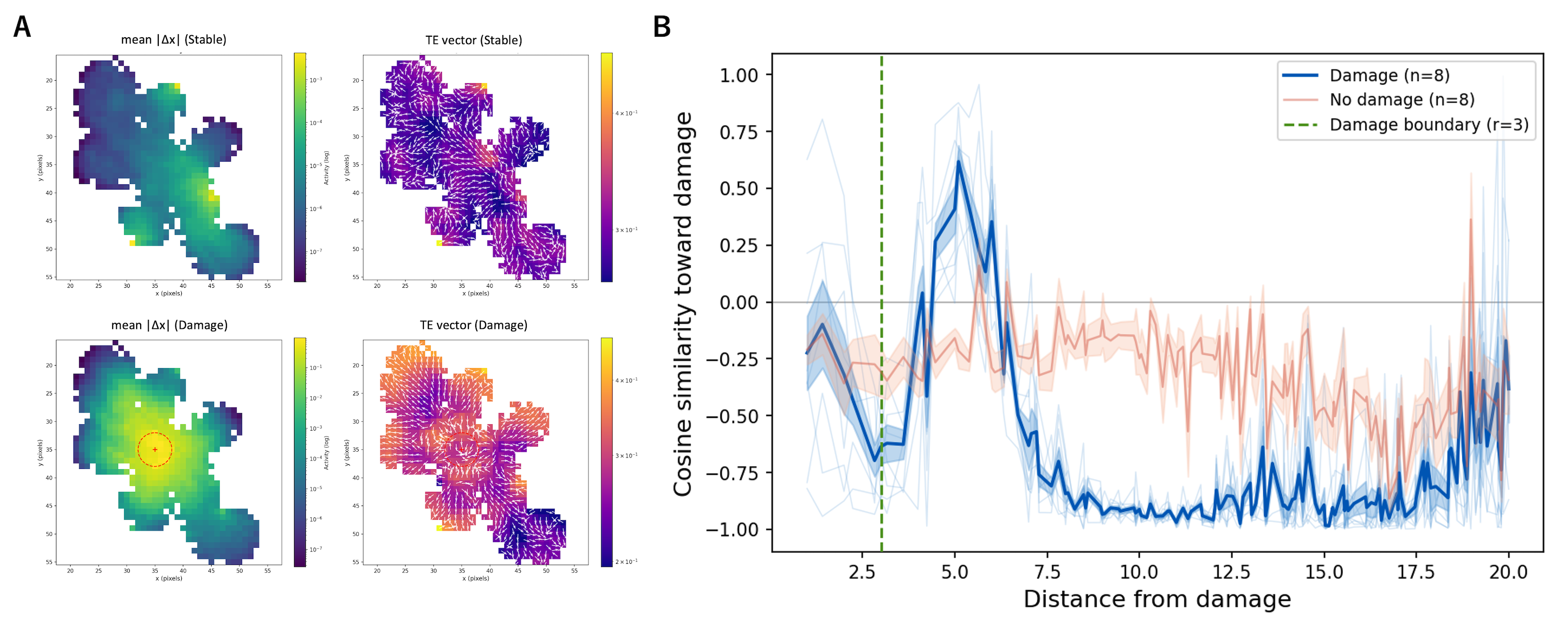 Figure 11: (A) Transfer entropy analysis comparing undamaged steady state (top) and early post-damage response (bottom). Left column: mean activity |\Delta\mathbf{s}|; right column: TE asymmetry vector field. In the undamaged state, the TE asymmetry field points outward from fluctuation cores. After damage, a ring of elevated TE forms around the damage site, with inward flow within the ring and outward flow beyond it. (B) Mean cosine similarity between each cell’s TE asymmetry vector and the unit vector pointing toward the damage site, as a function of distance from the damage center (n = 8, mean \pm individual seeds). Positive values indicate inward (repair-directed) flow; negative values indicate outward (propagation) flow. A sharp transition from inward to outward flow occurs just beyond the damage boundary (dashed line), revealing the spatial boundary between corrective and propagative information dynamics.