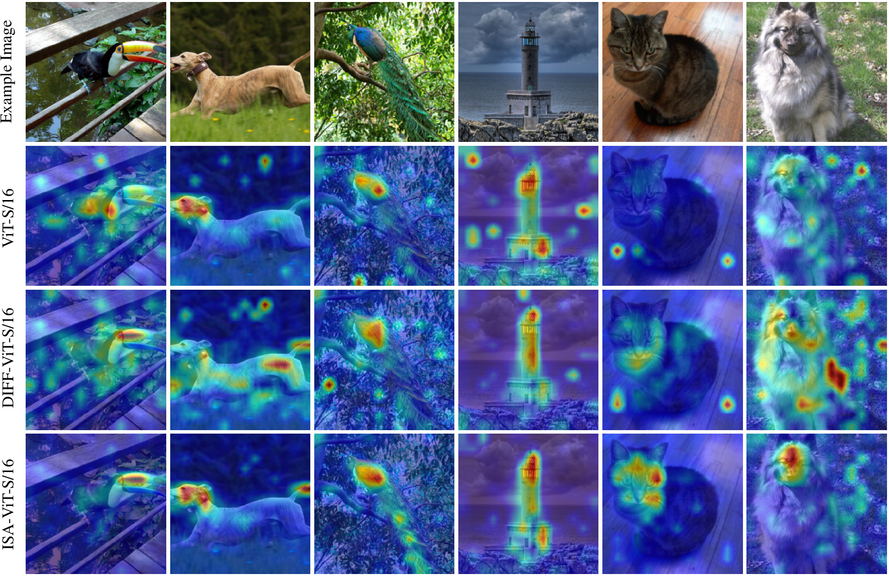 Figure 5: Example attention maps. ISA-ViT shows more focused attention, with higher values on the object of interest and reduced distraction from background cues.