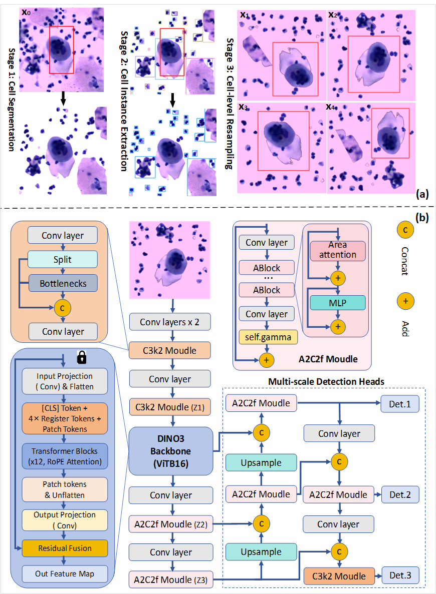Figure 3: Overview of the proposed method. (a) The pipelines of our Cell-Norm method; (b) The architecture of the proposed YoLo-D model.