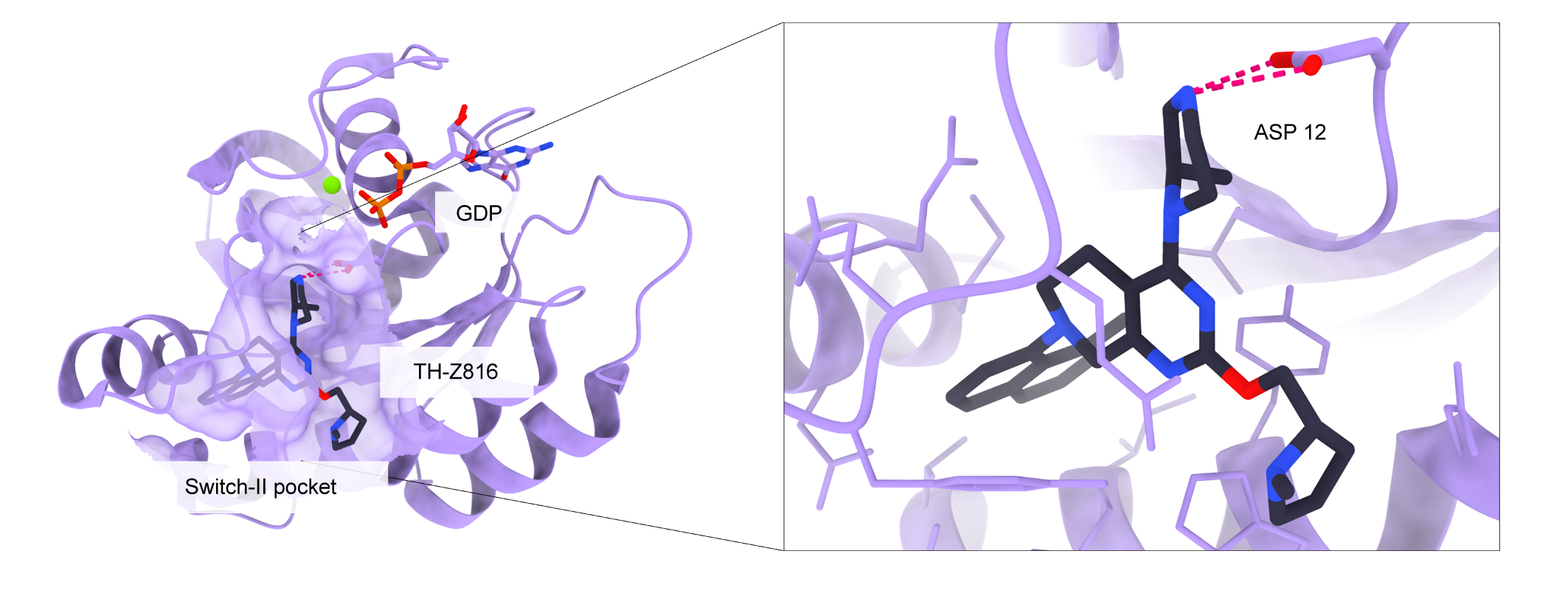 Figure 7: 3D structure of KRAS-G12D in complex with inhibitor TH-Z816 (PDB ID: 7EW9). a, KRAS-G12D bound to GDP, magnesium ion (green), and inhibitor TH-Z816 (CCD ID: 05C, dark grey) in the switch-II pocket displayed as a surface. b, Key interaction between Asp 12 of KRAS-G12D and the piperazine moiety of the inhibitor is shown with pink dashed lines. Side chains of residues within 5~\AA of the ligand are displayed.