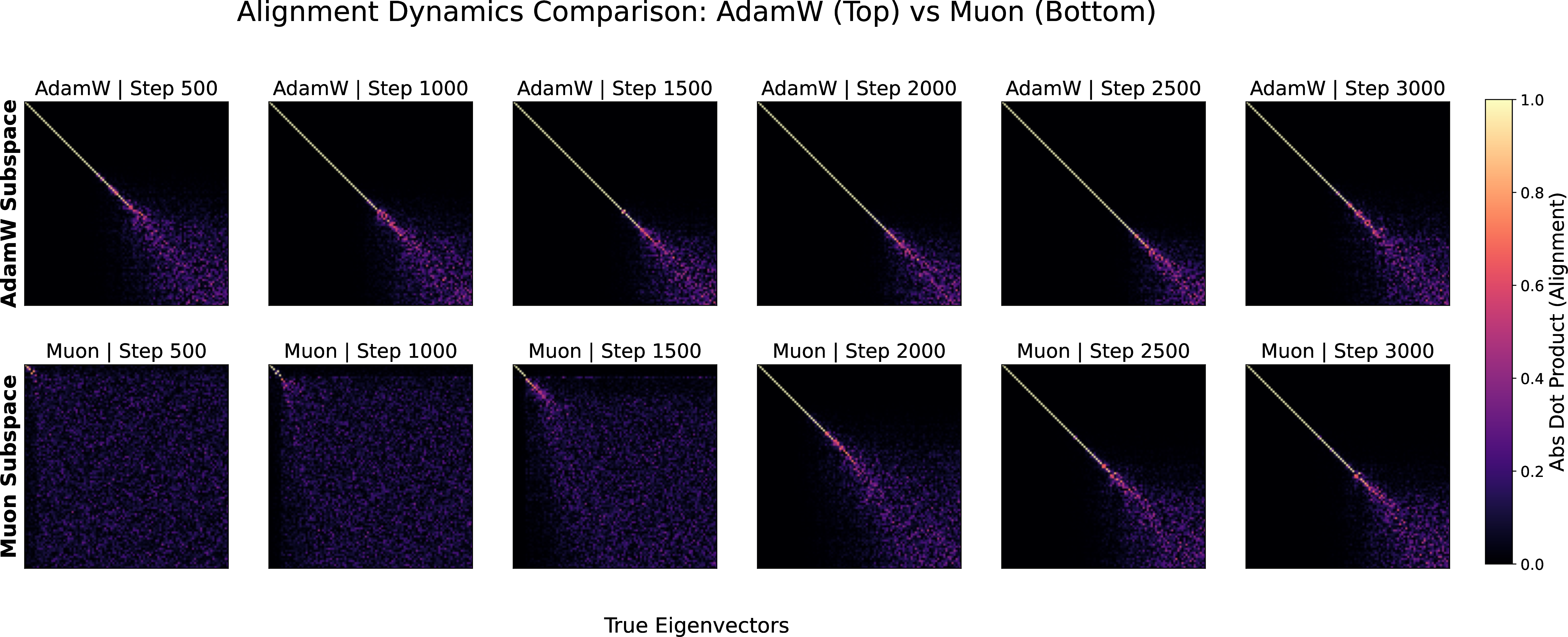 Figure 6: Spectral subspace recovery: Muon vs.AdamW. Absolute alignment M_{ij}=\lvert\langle u_i, e_j\rangle\rvert (Eq. 15 ) between learned singular vectors u_i and true eigenvectors e_j of K, every 500 steps (AdamW top, Muon bottom). A bright, correctly-ordered diagonal indicates faithful recovery; off-diagonal mass reflects mixing. AdamW sharpens its diagonal steadily, while Muon stays near-random for {\sim}1500 steps, then snaps into a more diffuse alignment.
