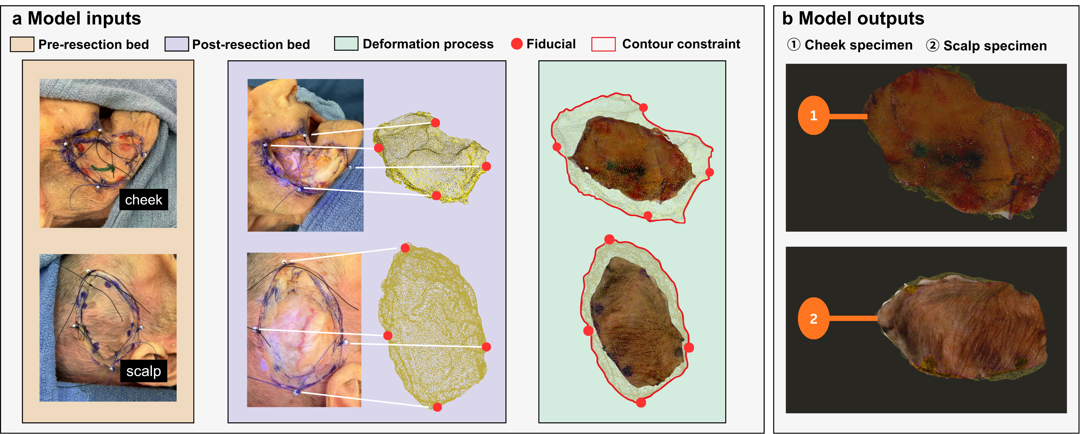 Figure 2: (a) Inputs for the contour-constrained deformation. (b) Target model outputs.