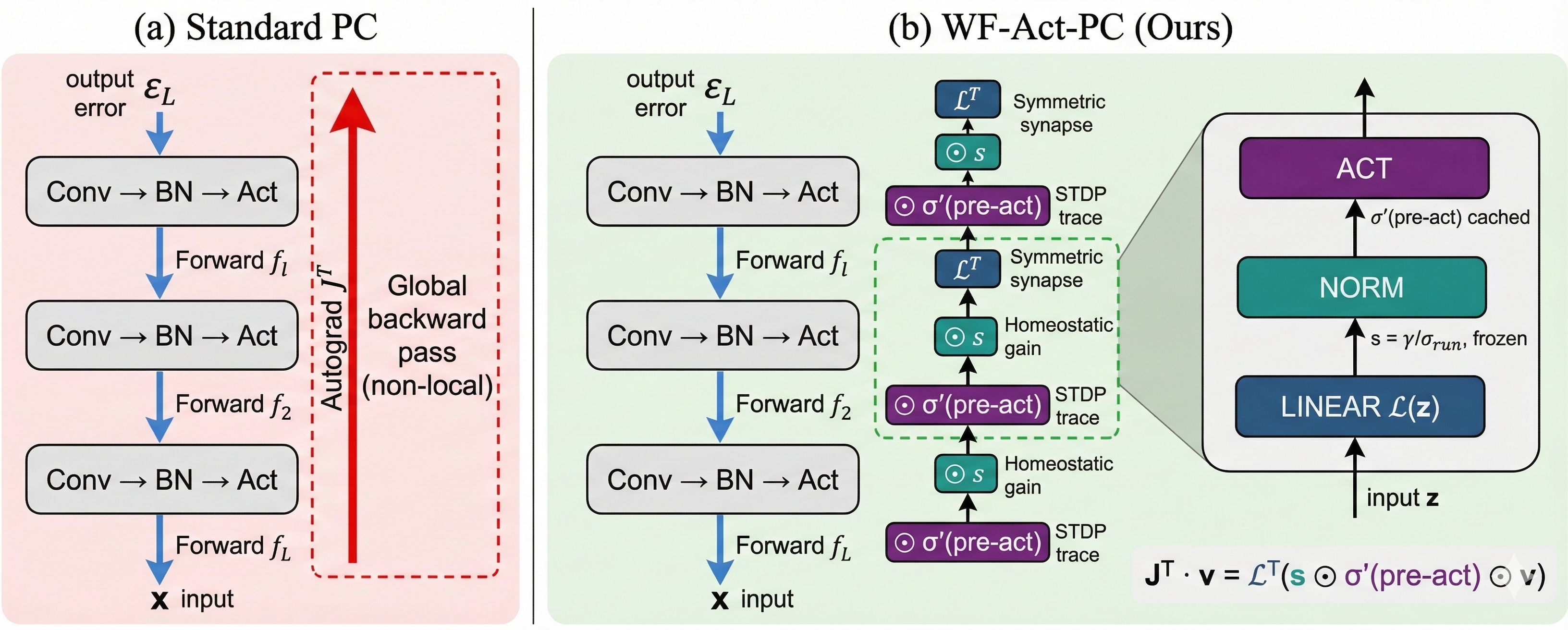 Figure 1: WF-Act-PC overview. Each layer f_l = \mathrm{Act}(\mathrm{Norm}(L(\cdot))) maintains three local factors: the symmetric synapse L^{\!\top}, the activation derivative \sigma^{\prime} (STDP trace), and the normalization gain \mathbf{s} = \gamma/\sigma_{\mathrm{run}} (homeostatic gain). Error transport uses J^{\!\top}v = L^{\!\top}(\mathbf{s} \odot \sigma^{\prime}\odot v); no autograd backward pass is needed. The crossed-out arrow indicates the eliminated global J^{\!\top} computation.